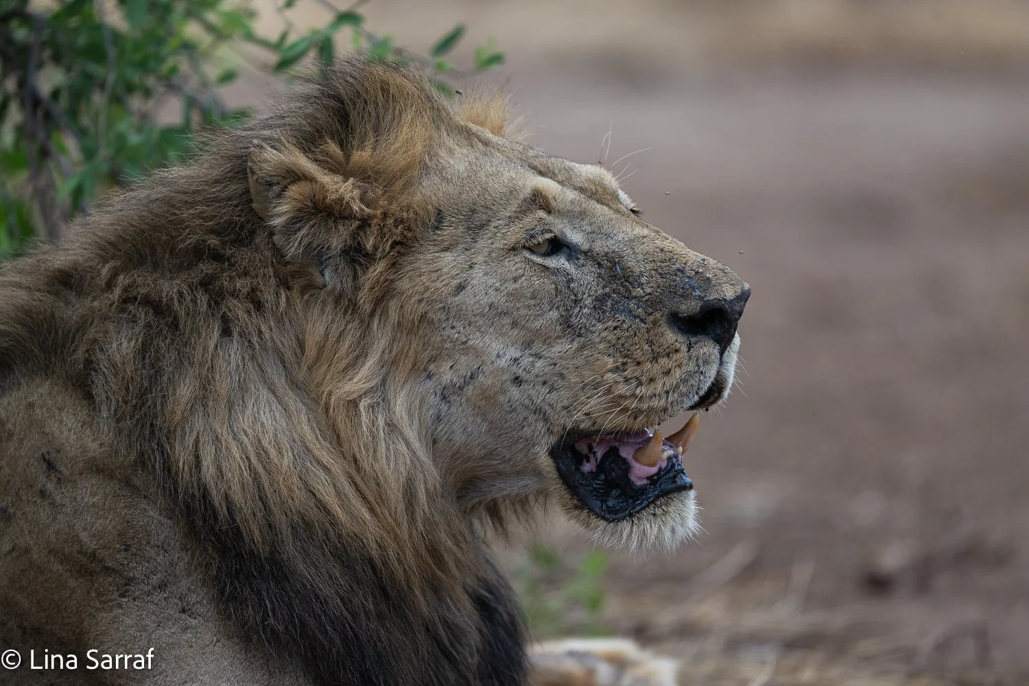  Africa Z9D_0966916.jpg