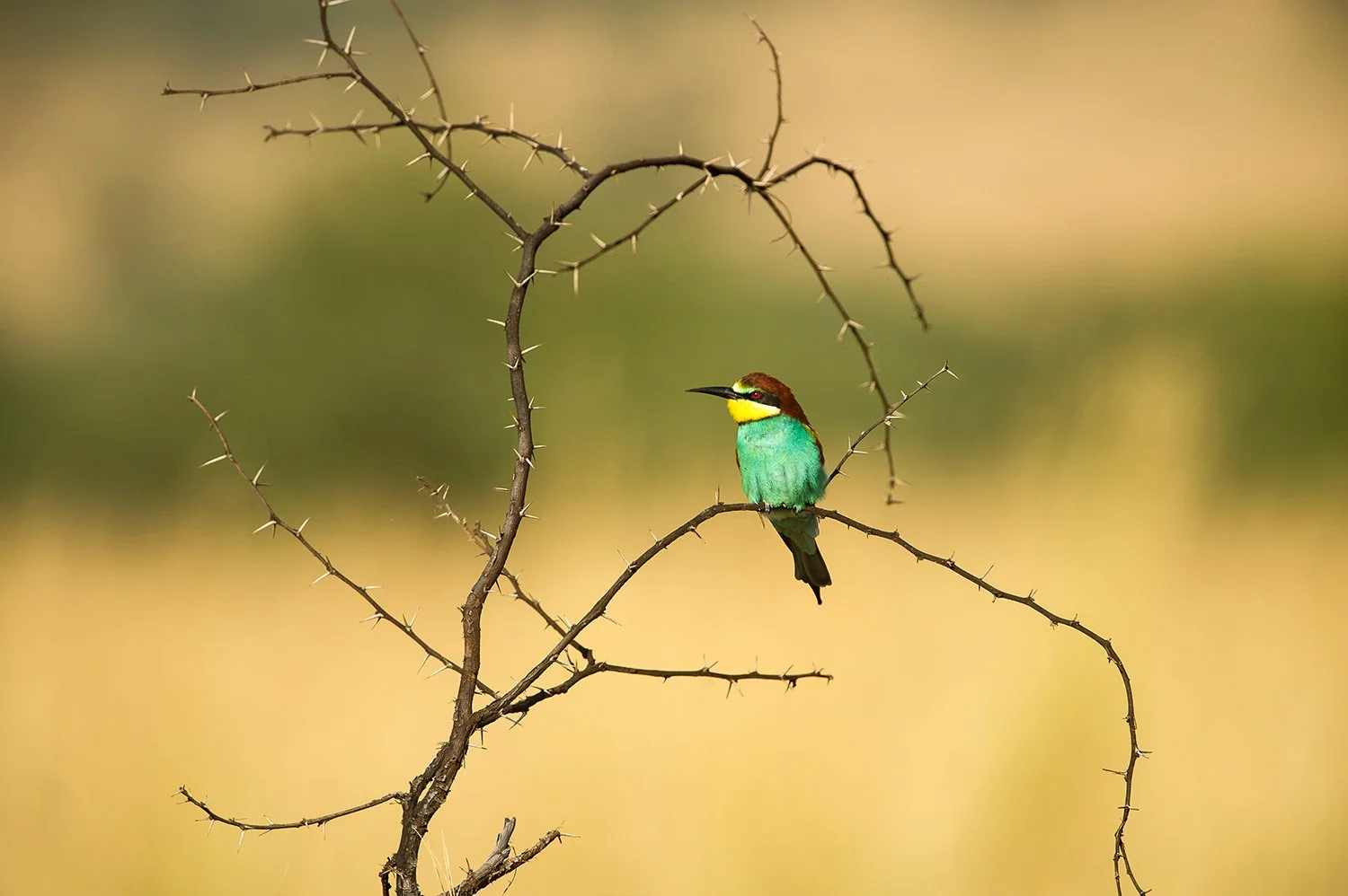  LinaSarraf_EuropeanBee-Eater.jpg