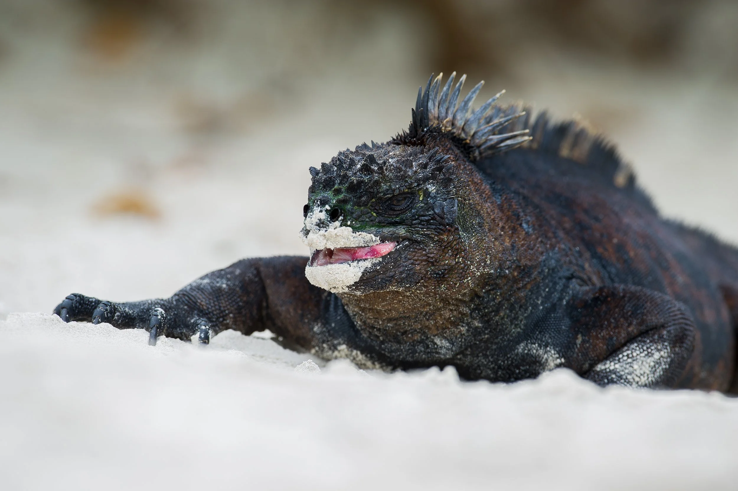  Iguane smile -9-3.jpg