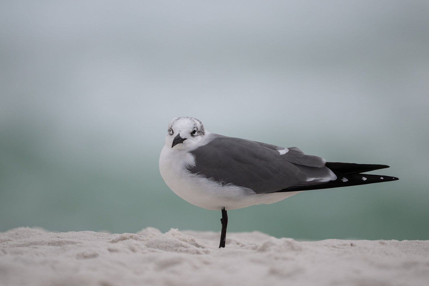 FloridaZ9D_592592 2.jpg
