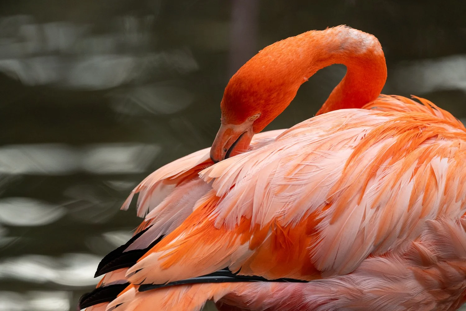 FloridaZ9D_68931113.jpg