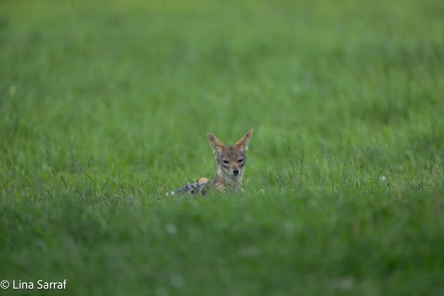  Africa Z9D_1805483.jpg