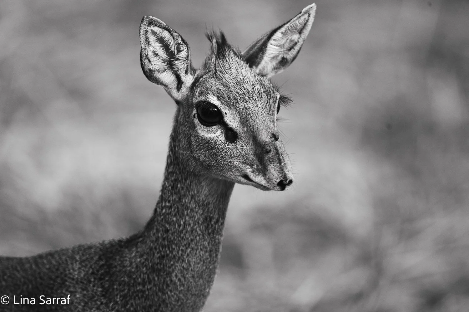  Africa Z9D_17541560.jpg