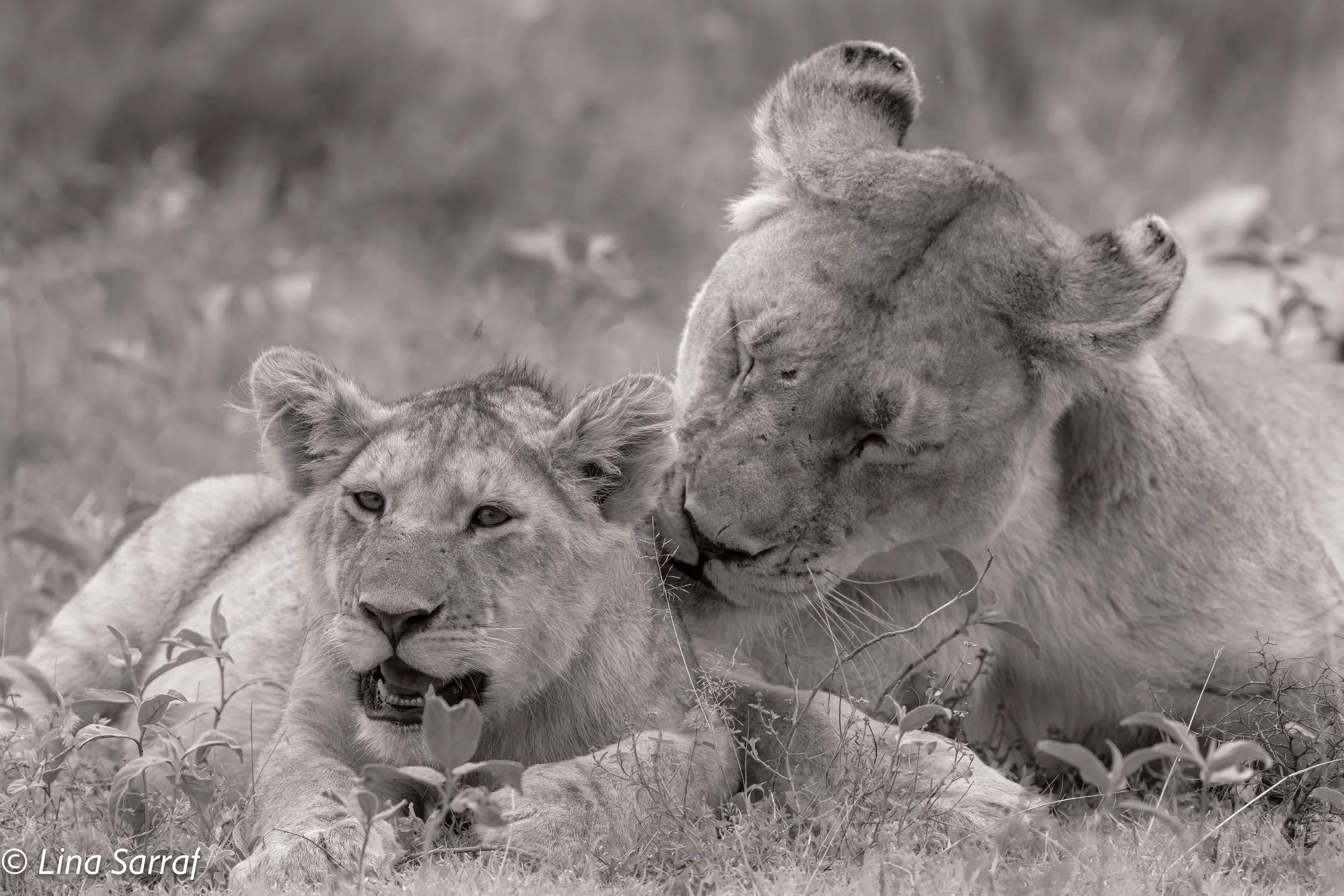  wildlife-1179.jpg