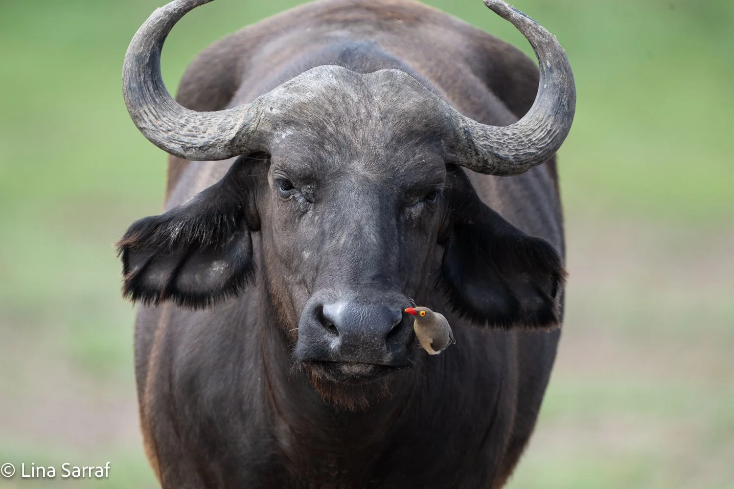  Africa Z9D_7346438.jpg