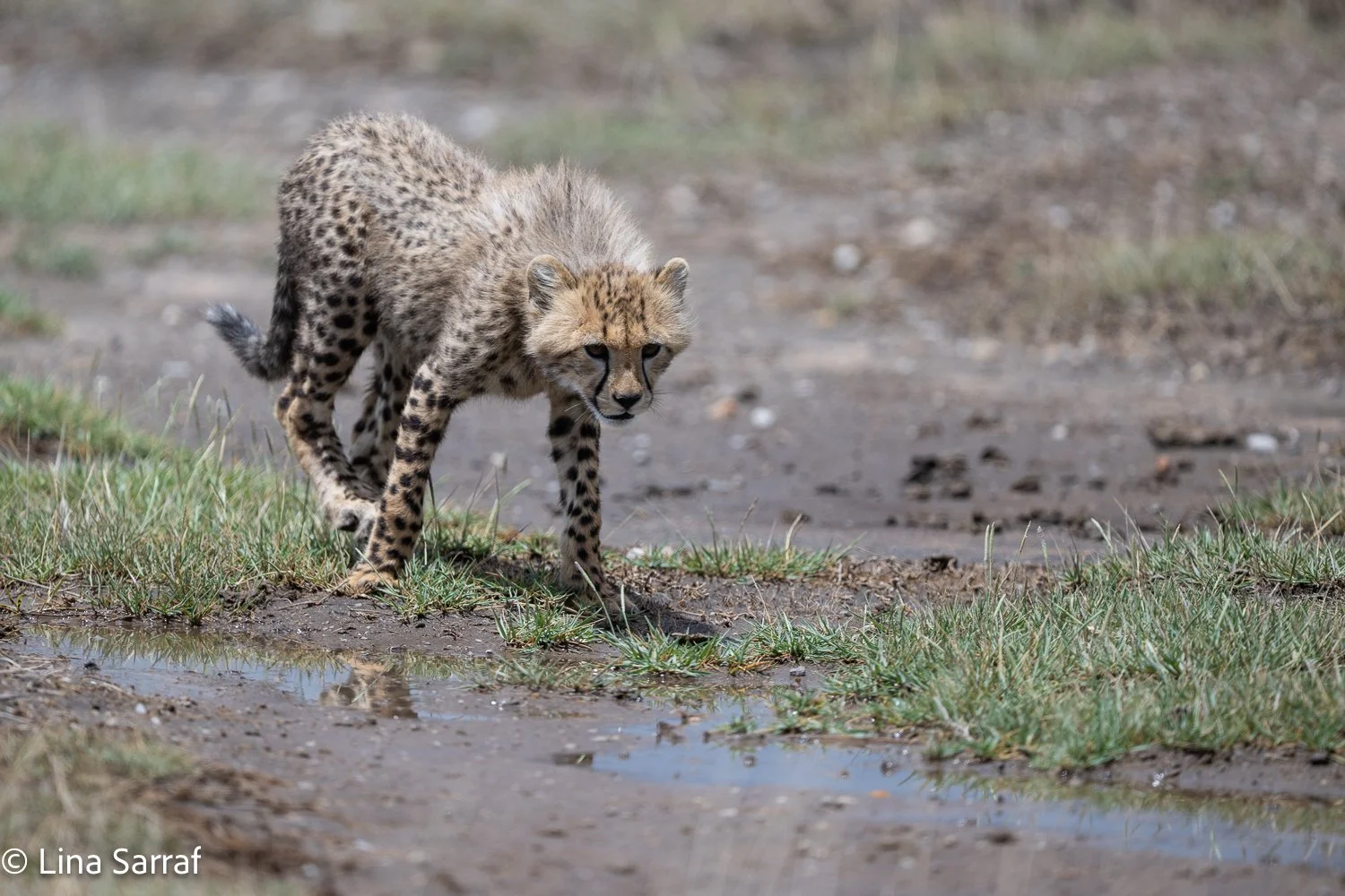  Africa Z9D_3565779.jpg