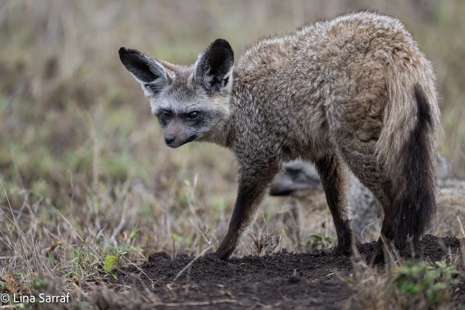  Africa Z9D_3388643.jpg