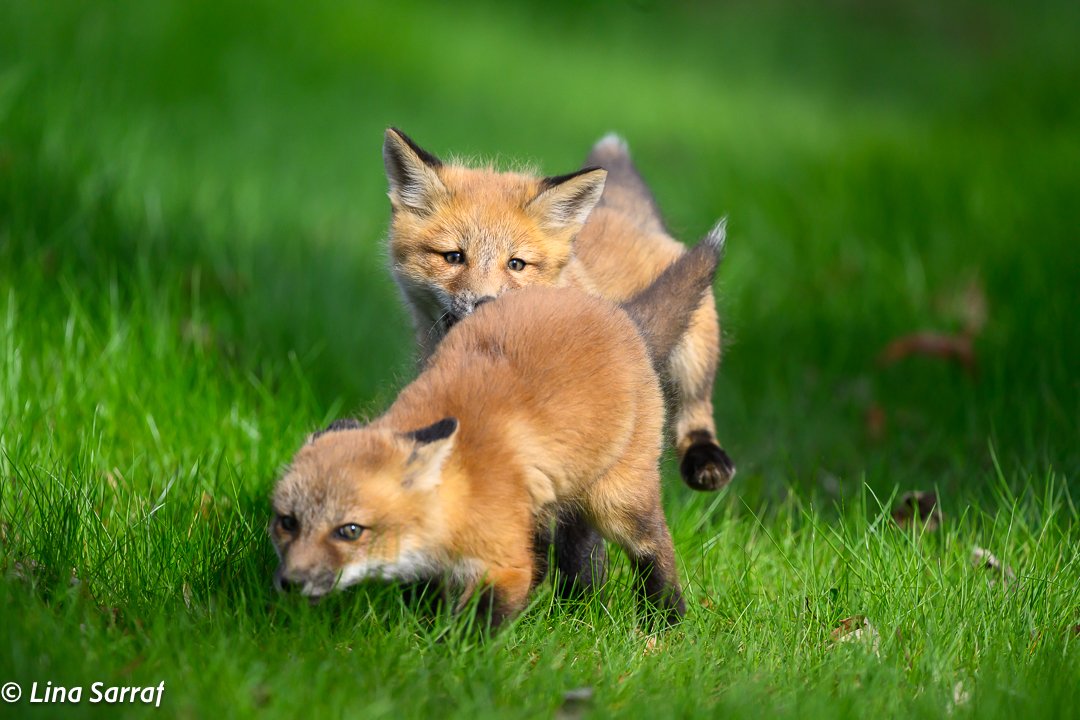 Red Fox Cubs