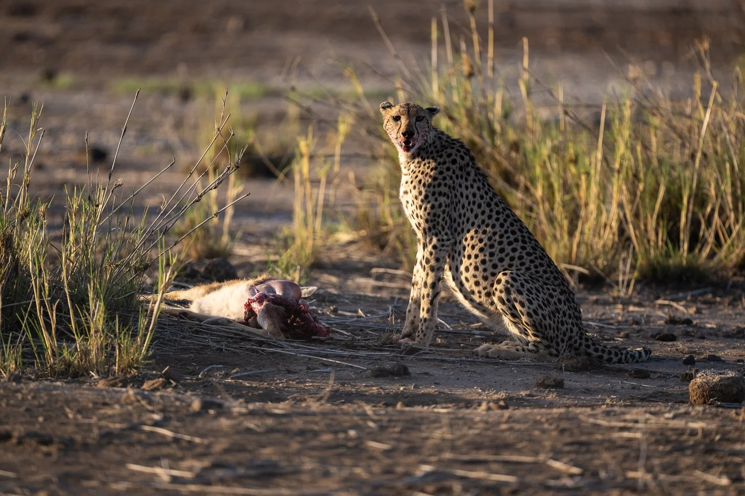  Africa Z9D_6476133.jpg