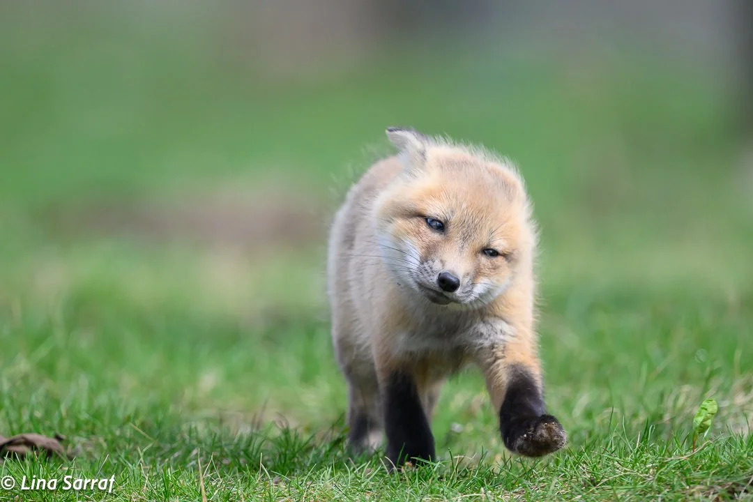 Red Fox Cub