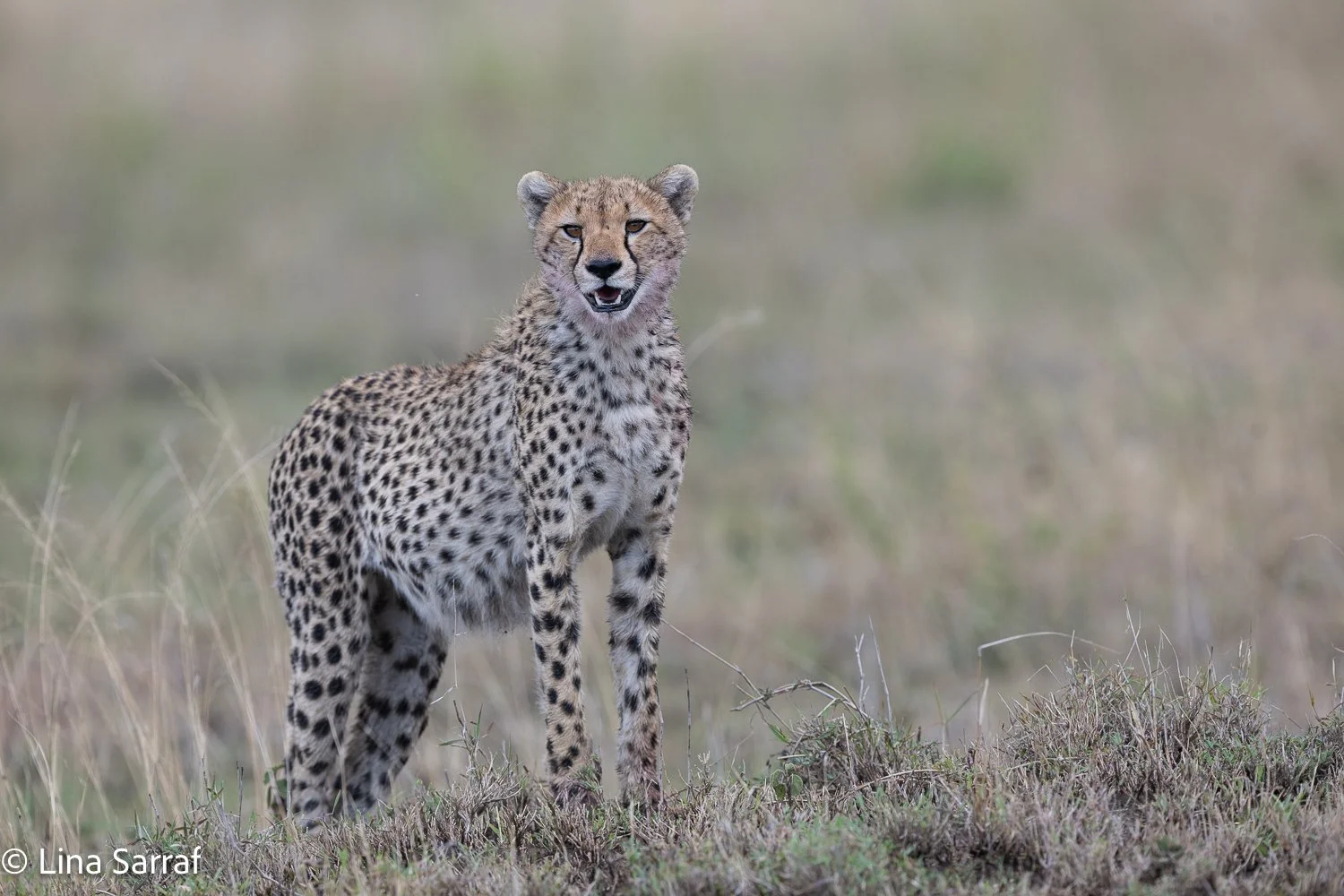  Africa Z9D_47051719.jpg