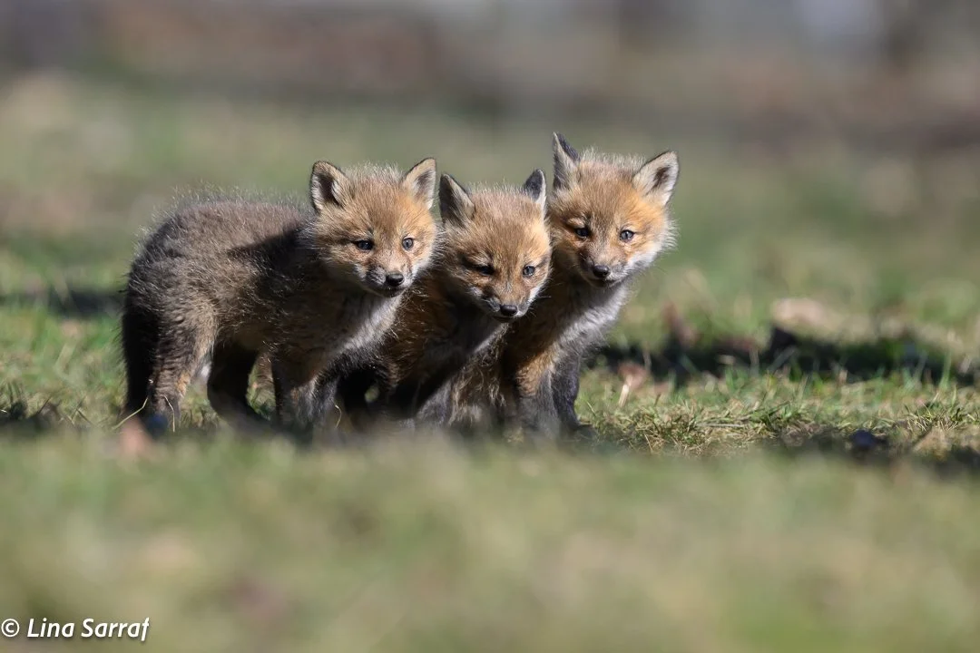 Red Fox Cubs