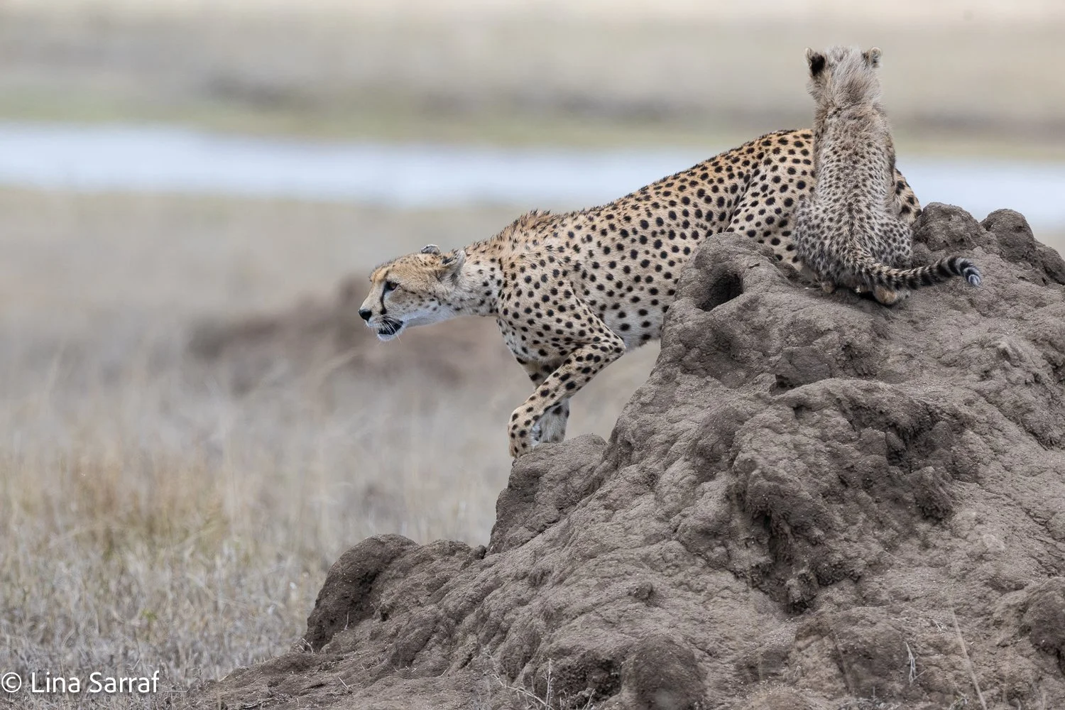  Africa Z9D_38981021.jpg