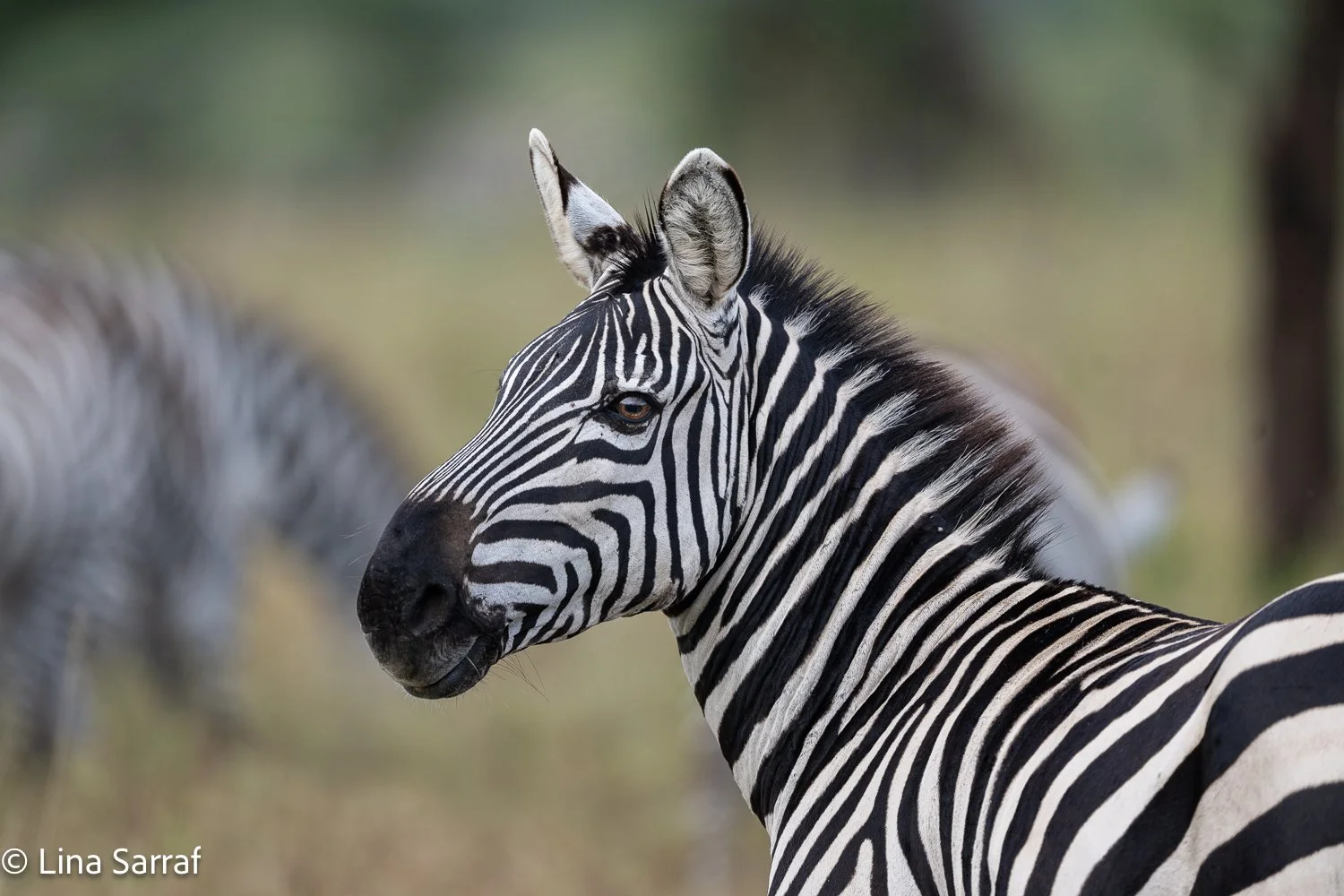  Africa Z9D_2752179.jpg