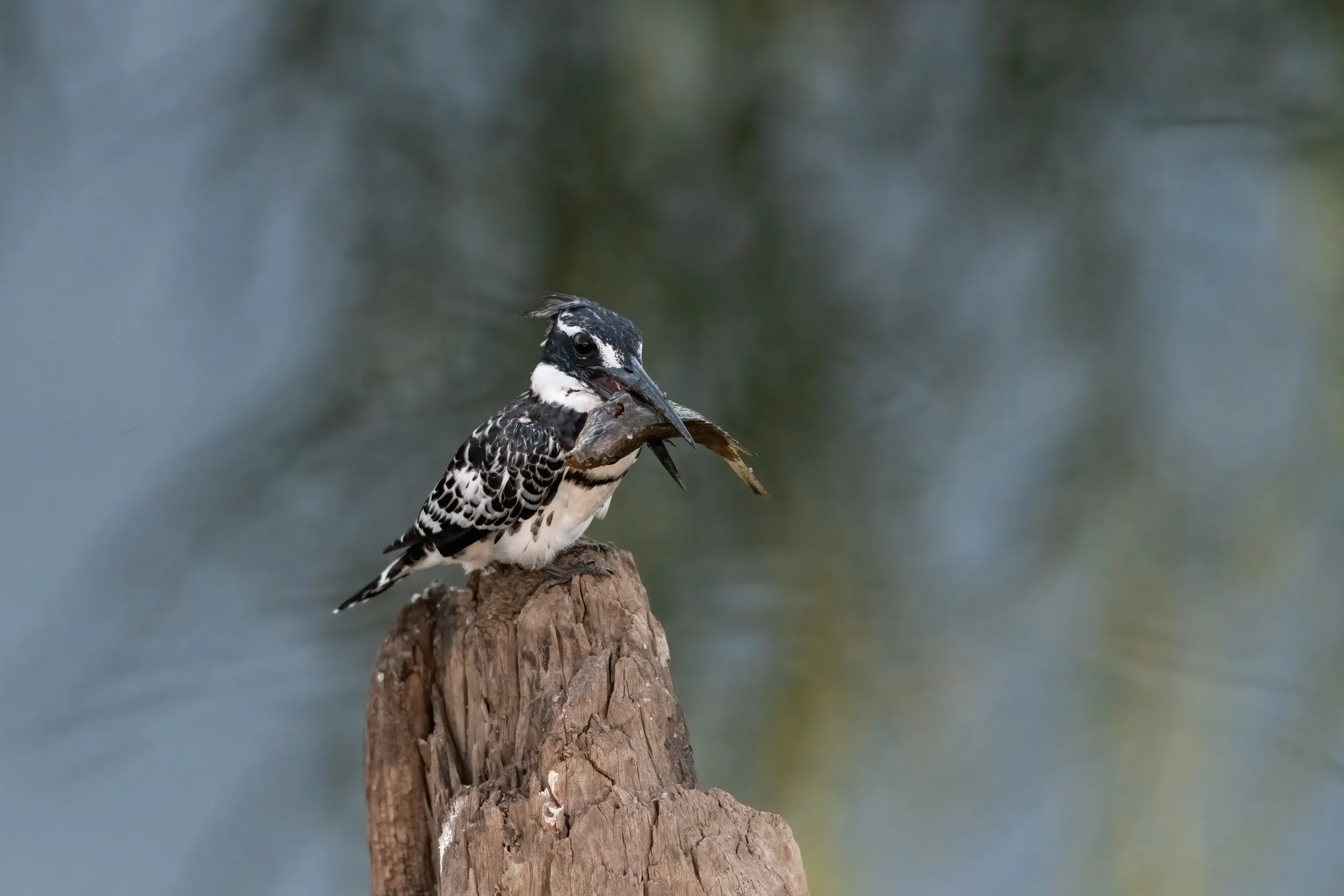  LinaSarraf_kingfisher3.jpg