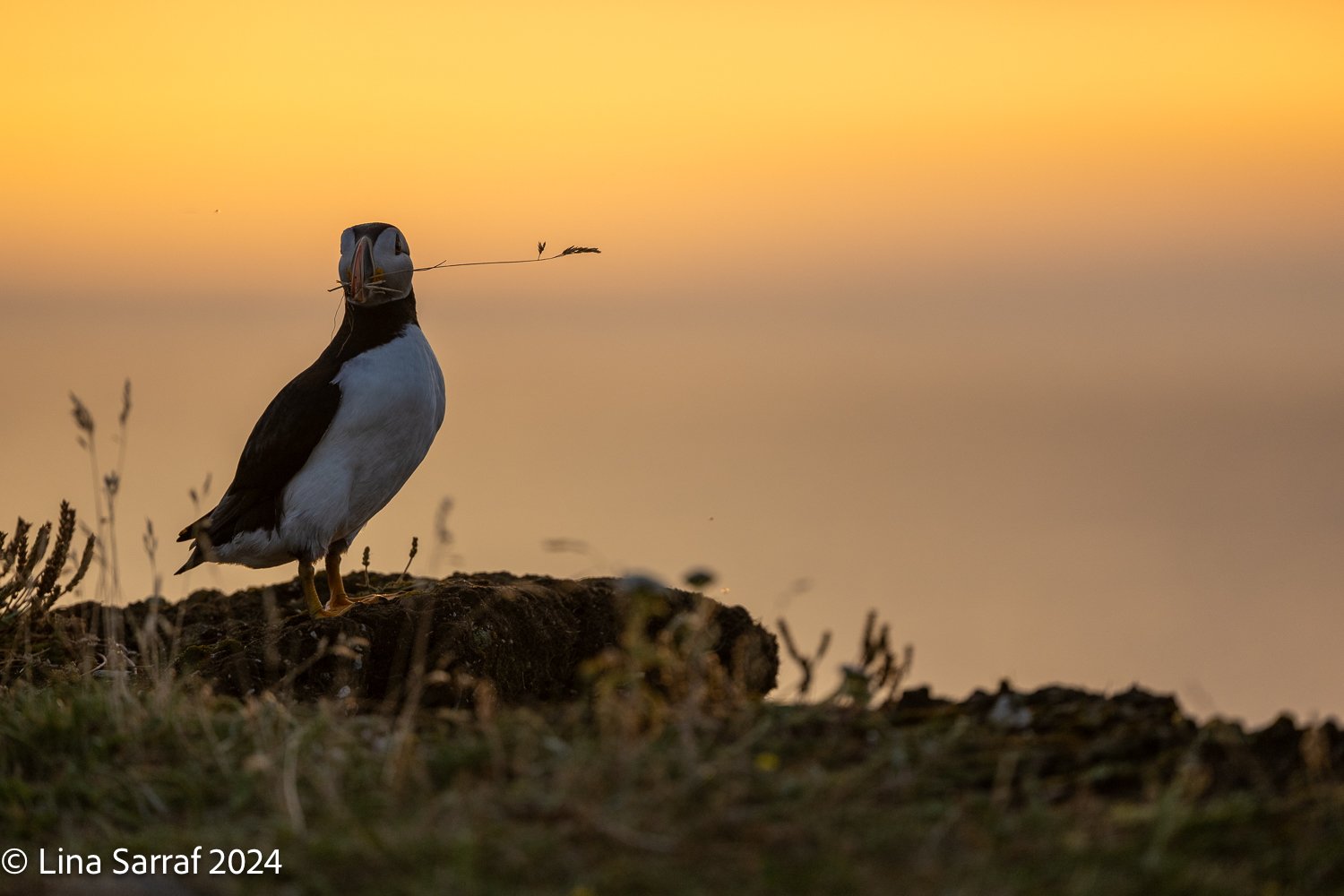 A puffin standing on a rocky ledge during sunset, holding a blade of grass in its beak.