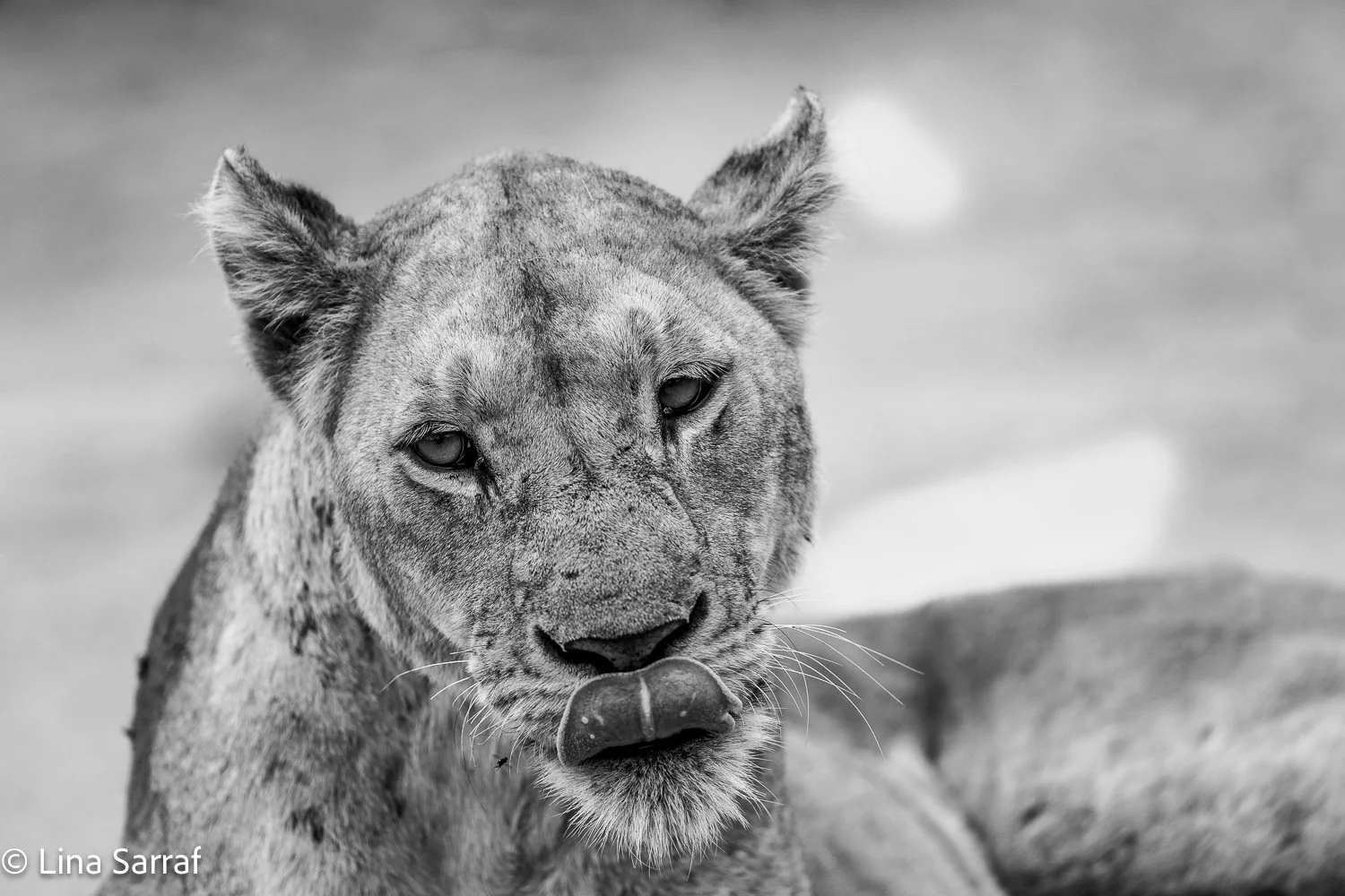  Africa Z9D_988494.jpg