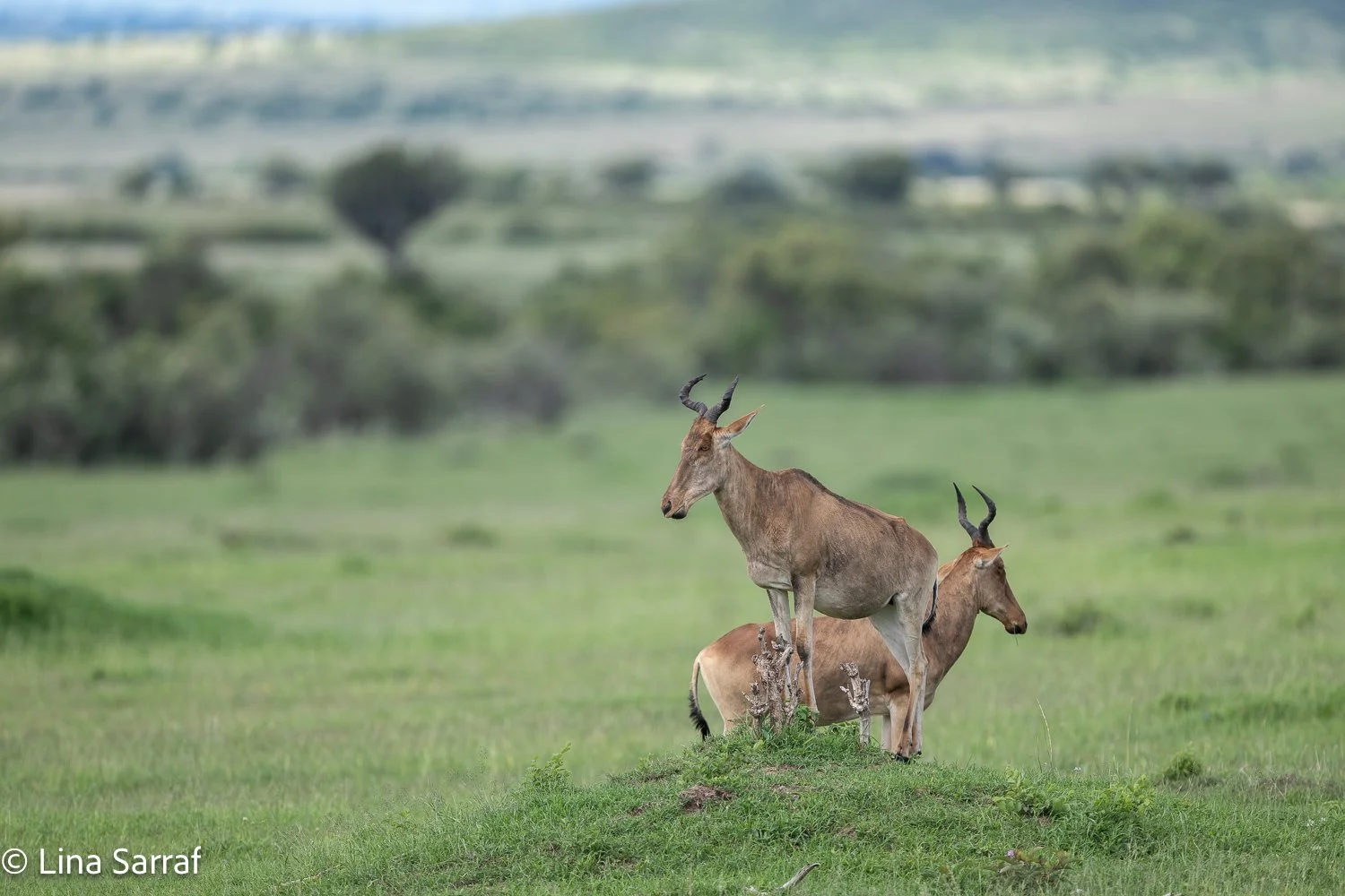  Africa Z9D_1687381.jpg