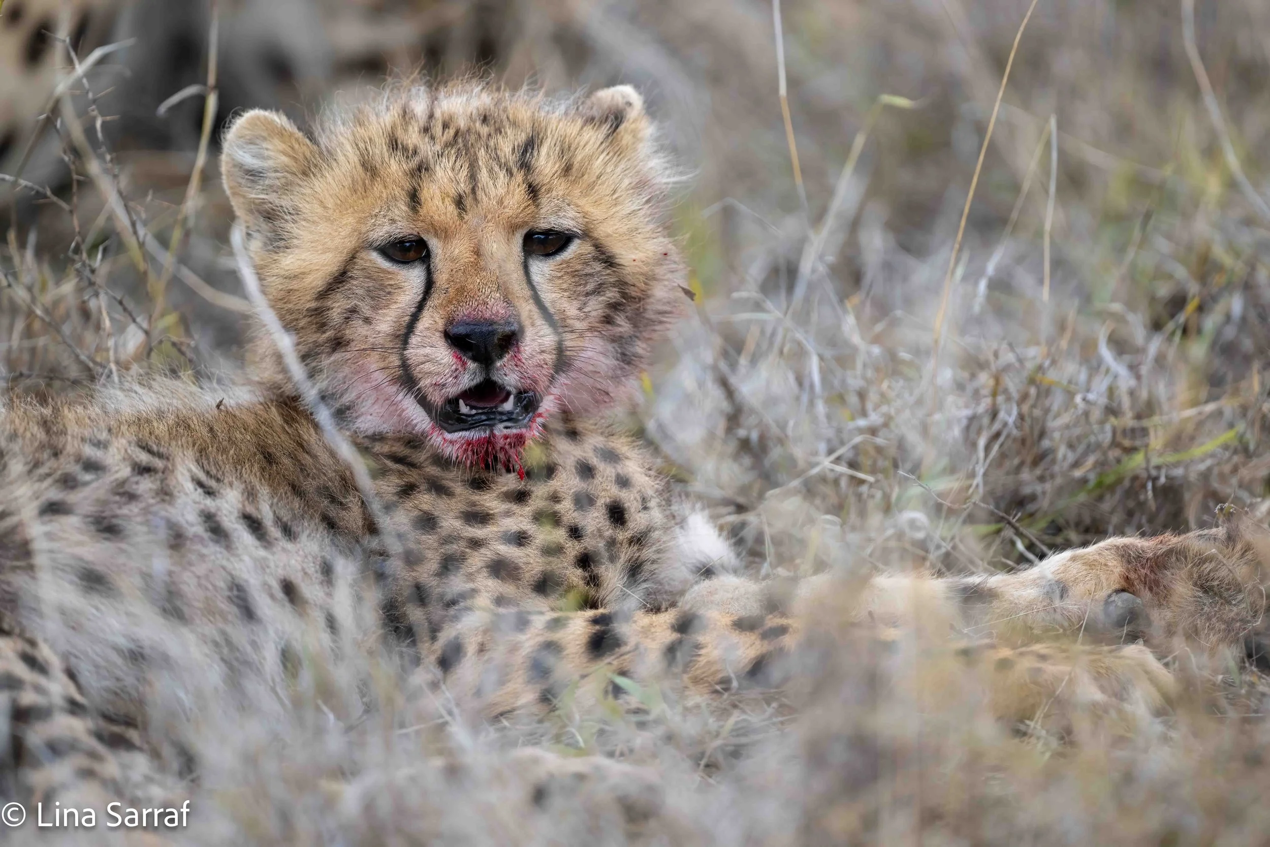  wildlife-28.jpg