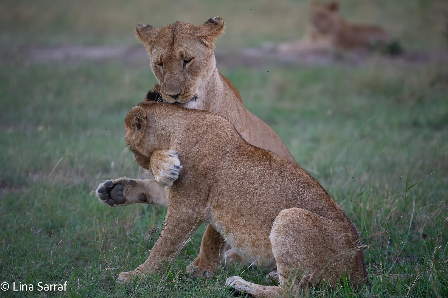  AfricaDSC_9783 238.jpg