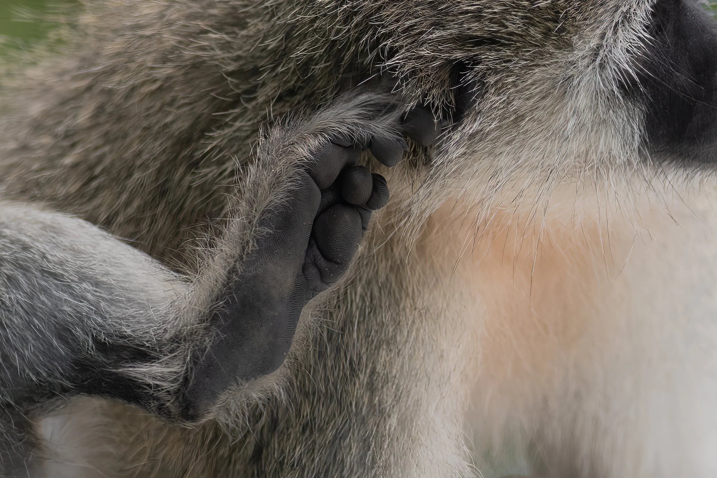 A monkey covering its face with its hand, close-up of fur and hand.