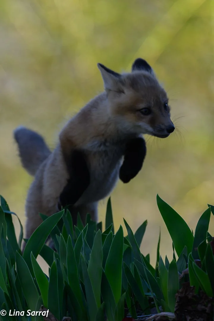 Red Fox Cub