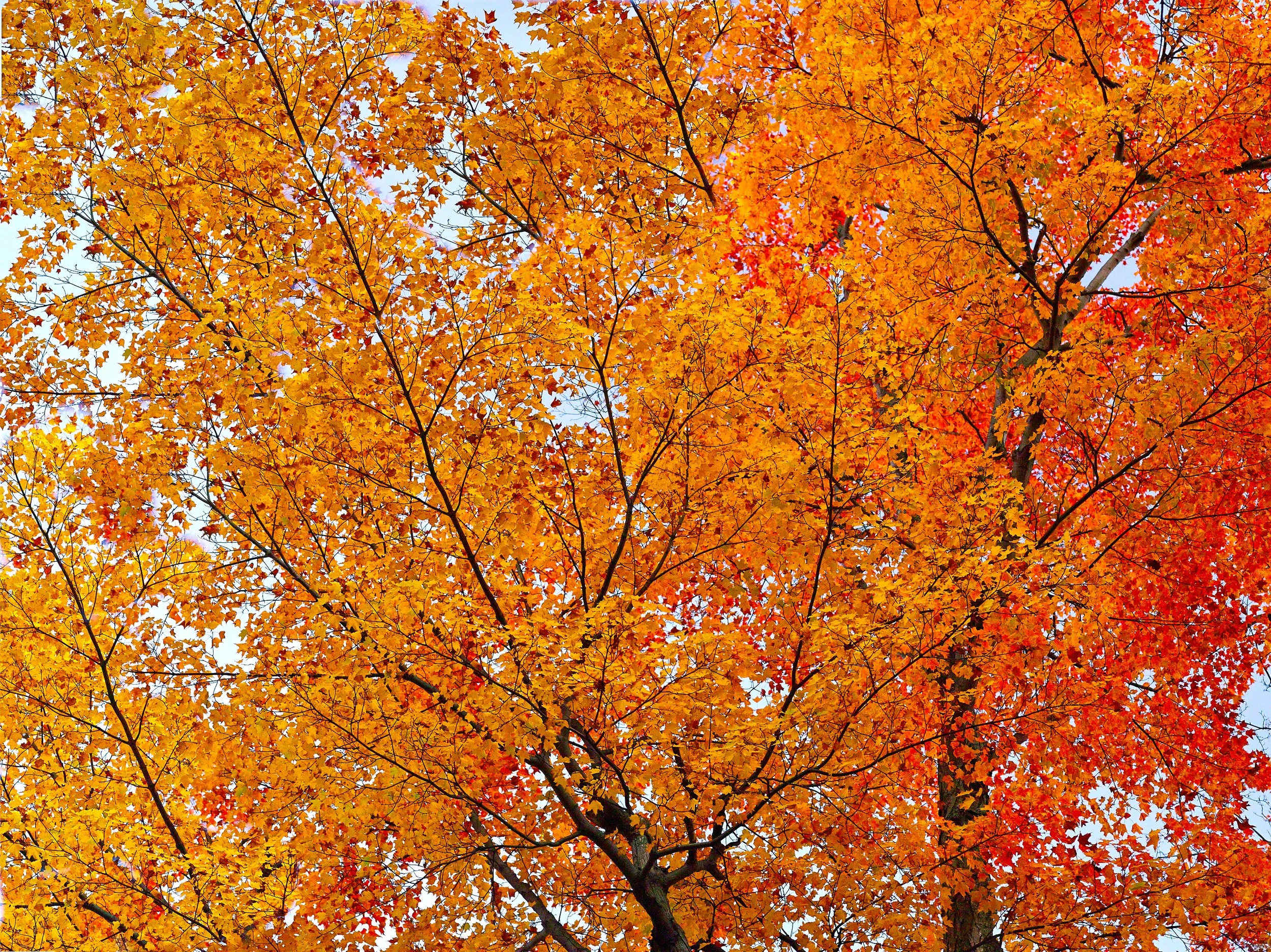 Automn 18.jpg