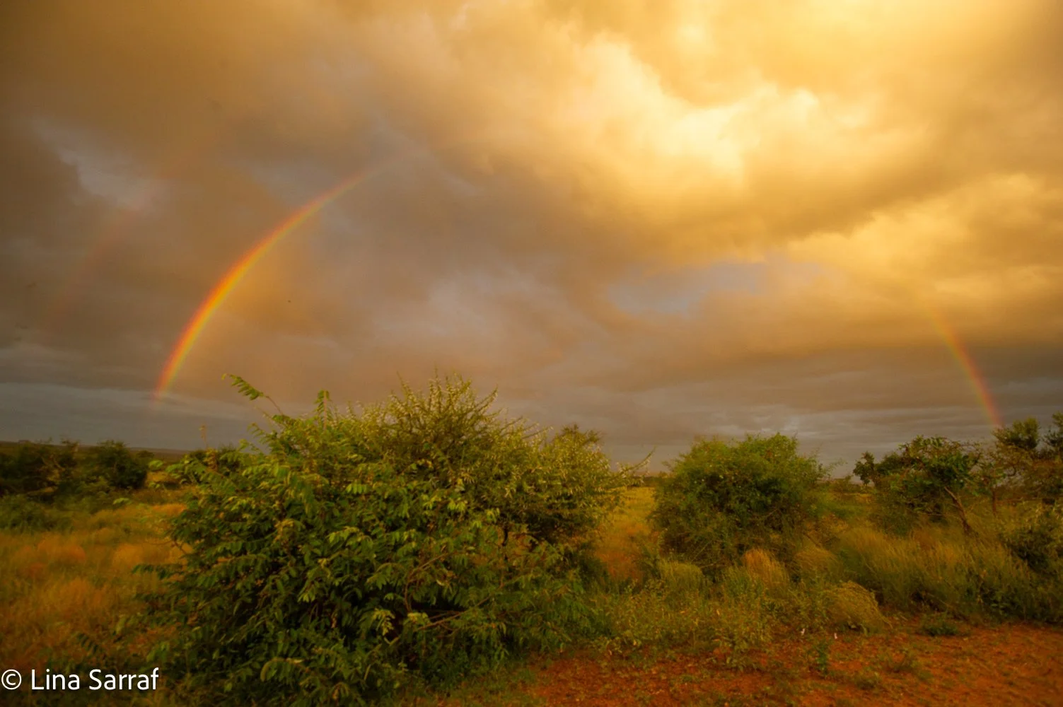 Landscape