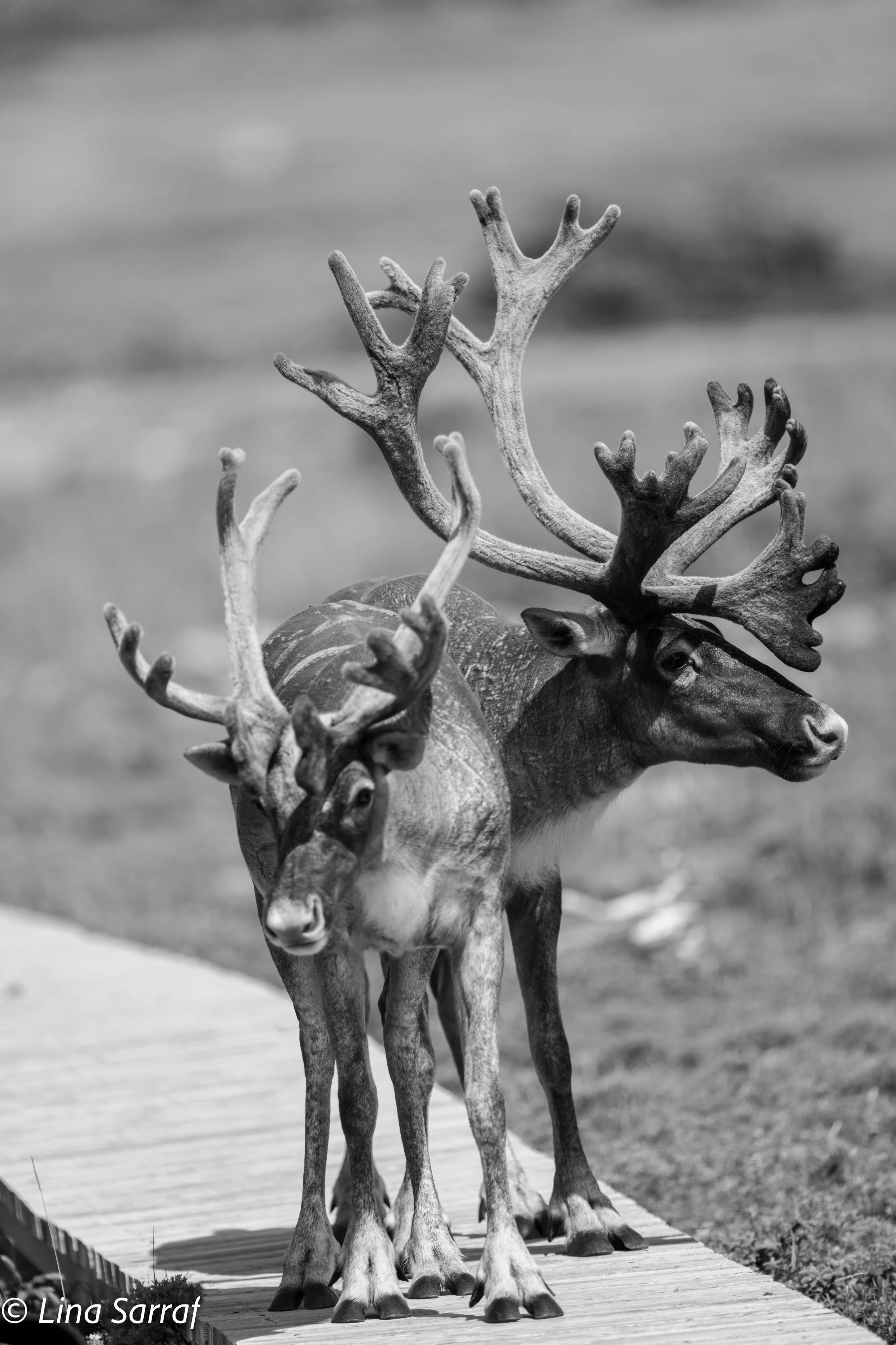  wildlife-56.jpg
