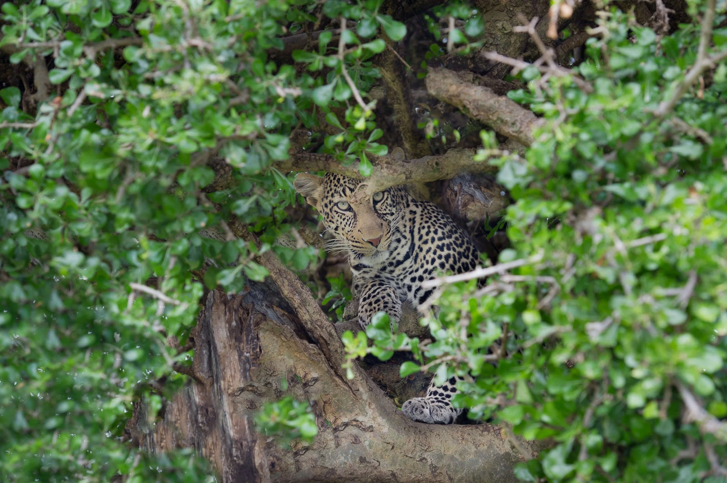  afrique-140.jpg