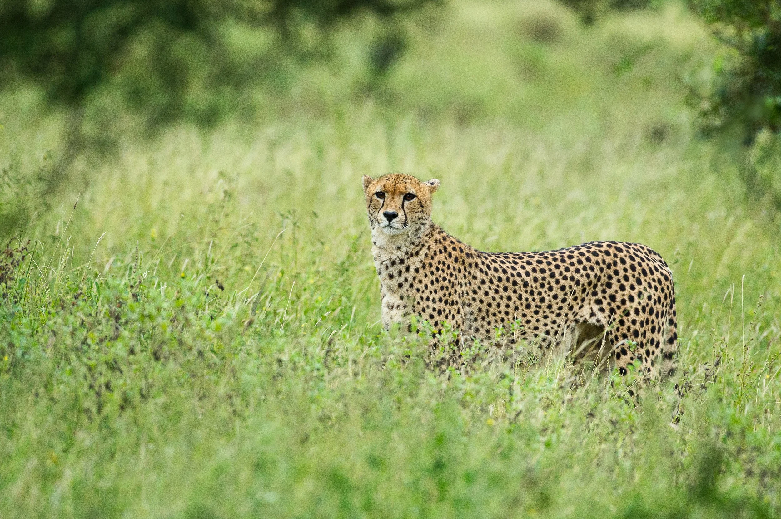  Guépard-6.jpg