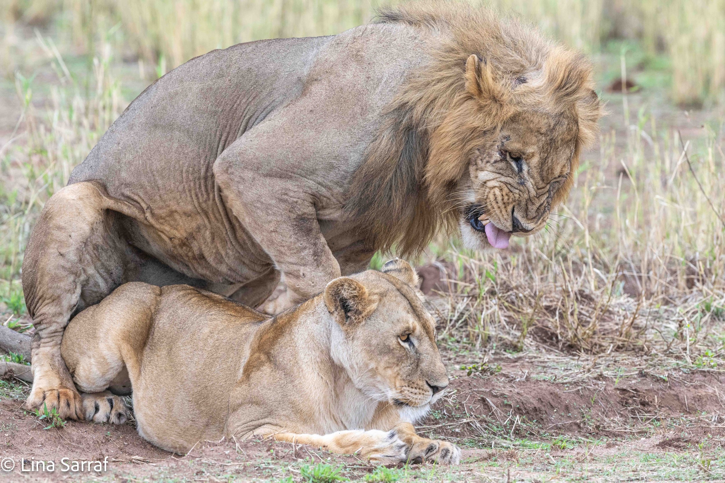  wildlife-93 2.jpg