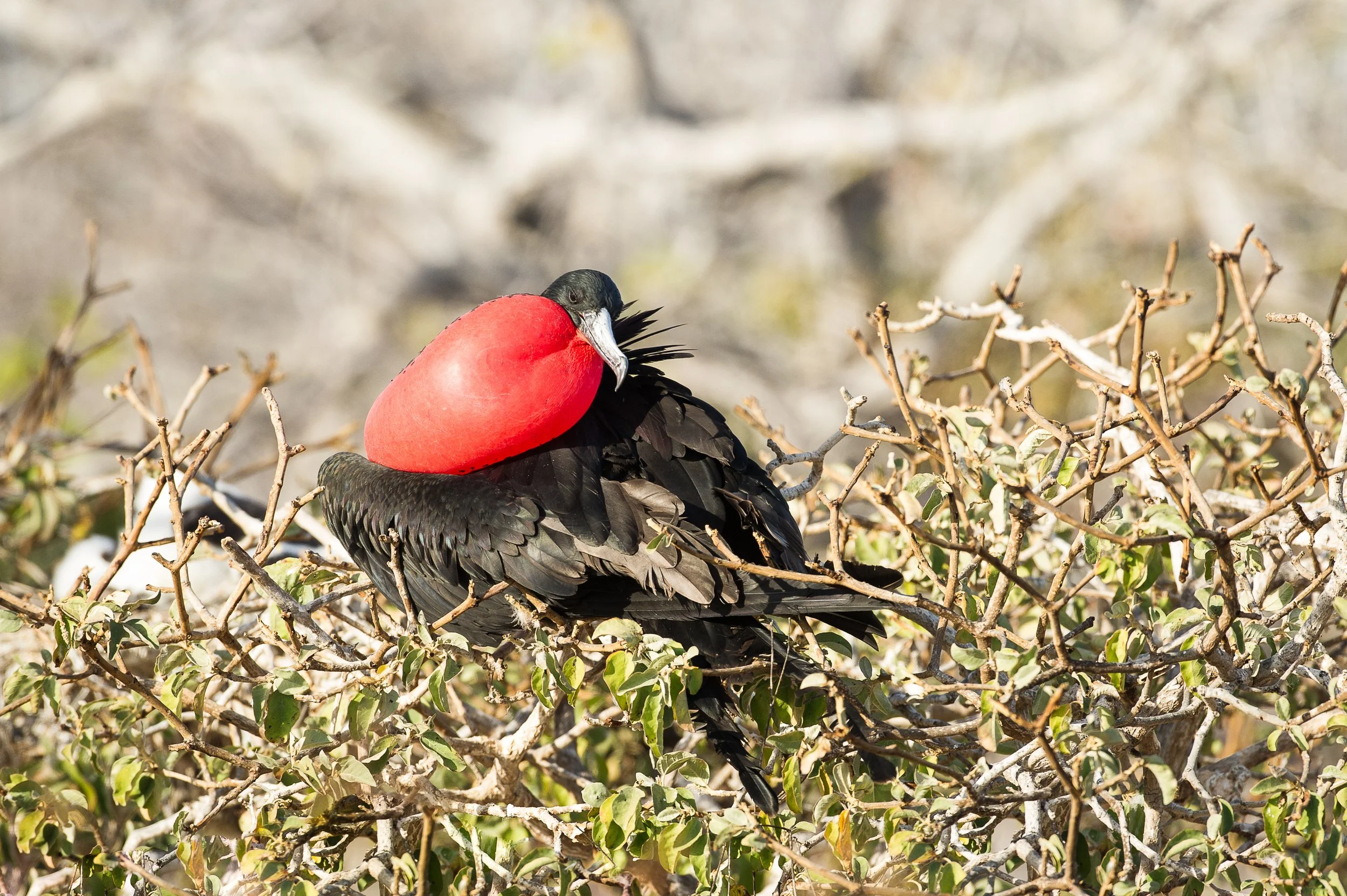 A male Magnificent Frigatebird perched on tree branches, displaying a large red throat pouch.