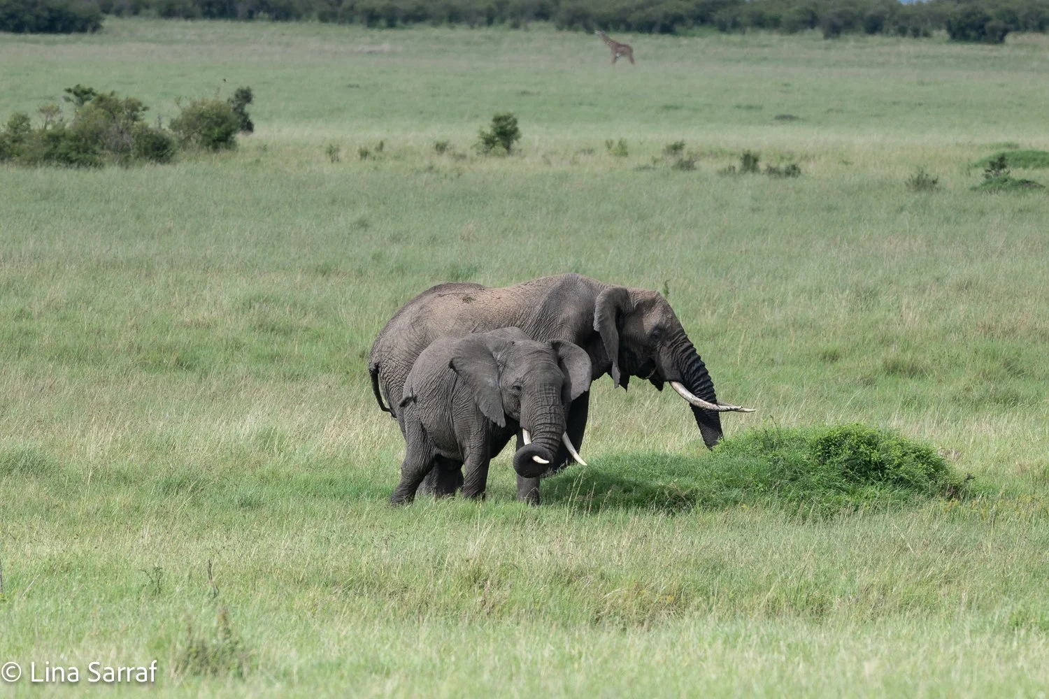  Africa Z9D_1660355.jpg