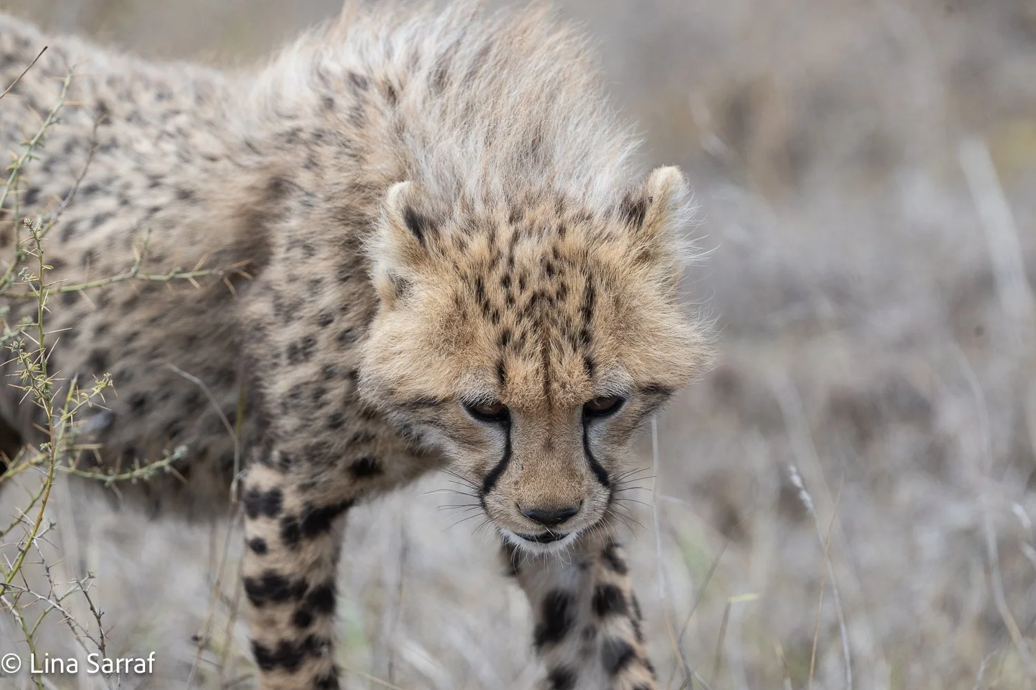  Africa Z9D_40331100.jpg