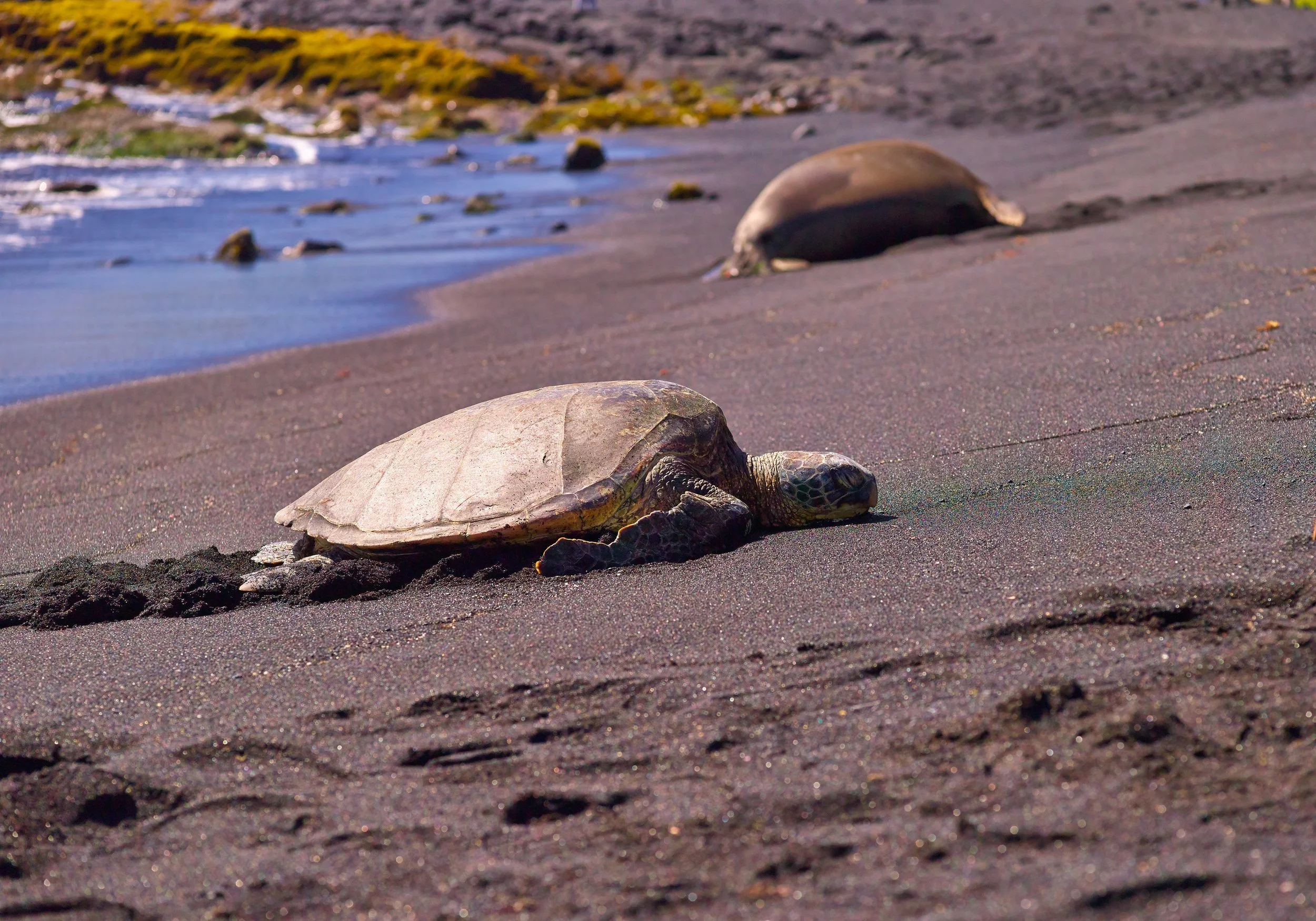 Mamiya Hawaii 306.jpg
