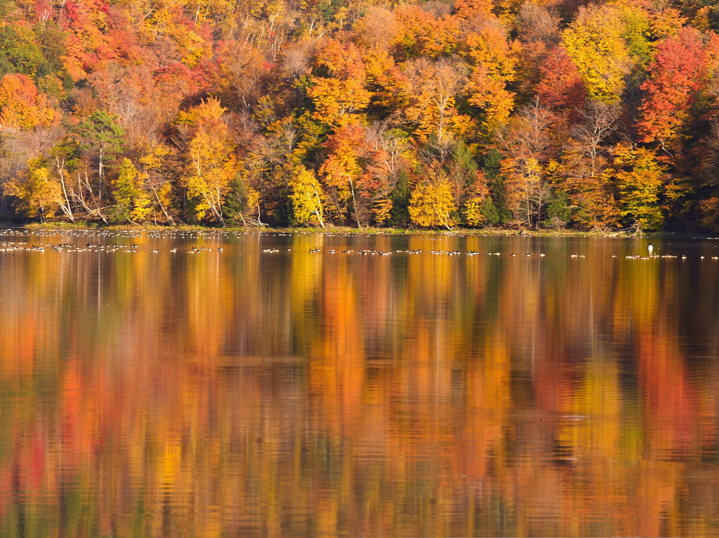 Autumn trees with colorful orange, yellow, and red leaves along a calm lake reflecting the trees, with ducks swimming on the water.
