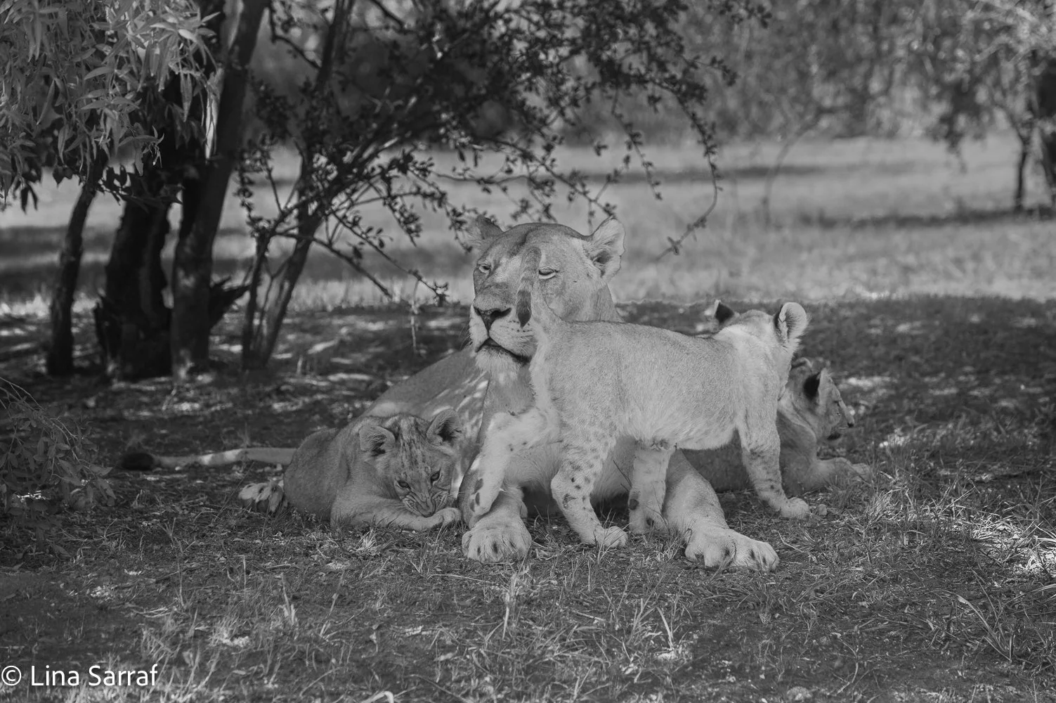  AfricaDSC_971049.jpg