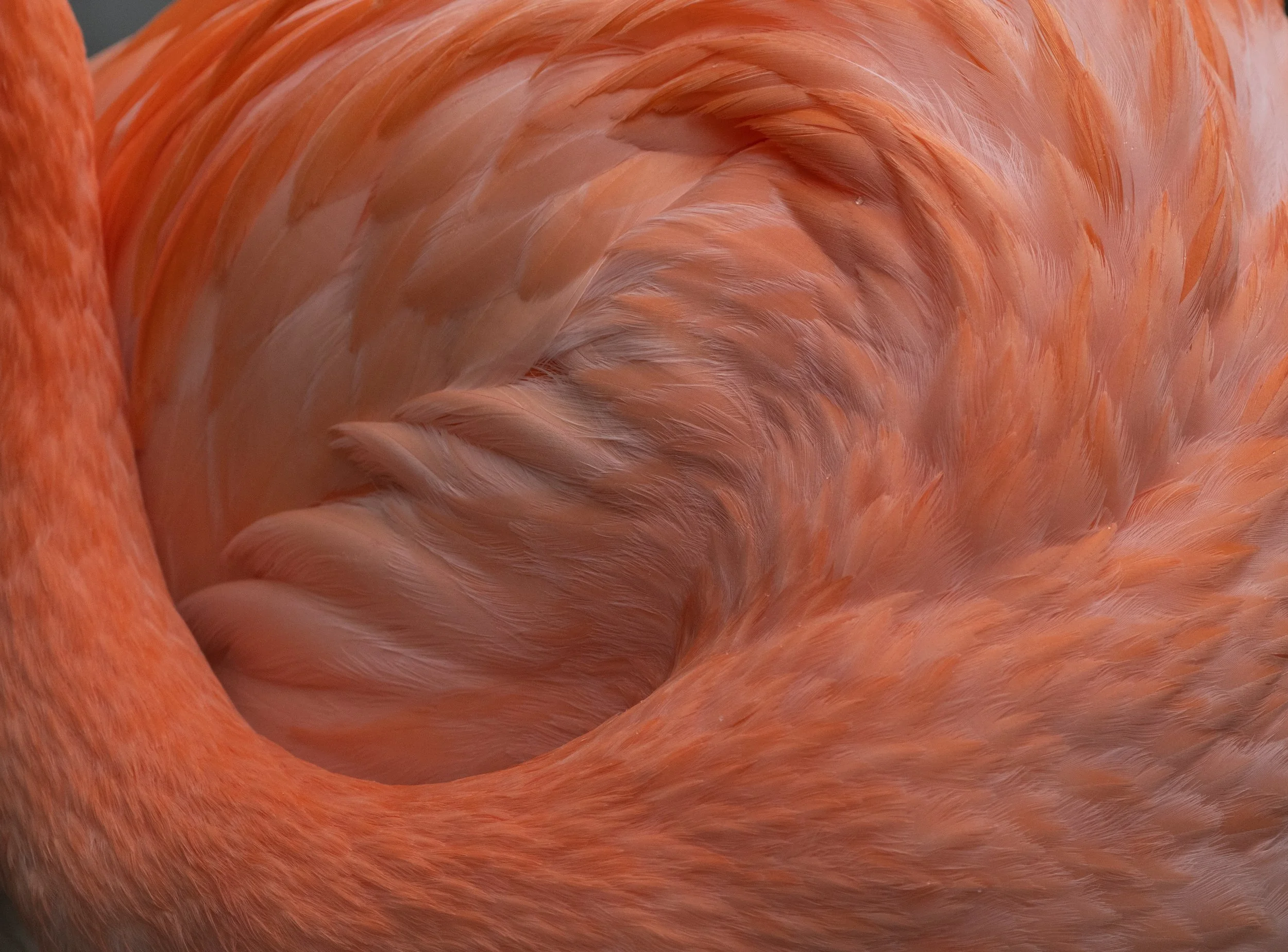 Close-up view of the feathers on a flamingo's wing, showcasing the pink and orange hues and intricate feather pattern.