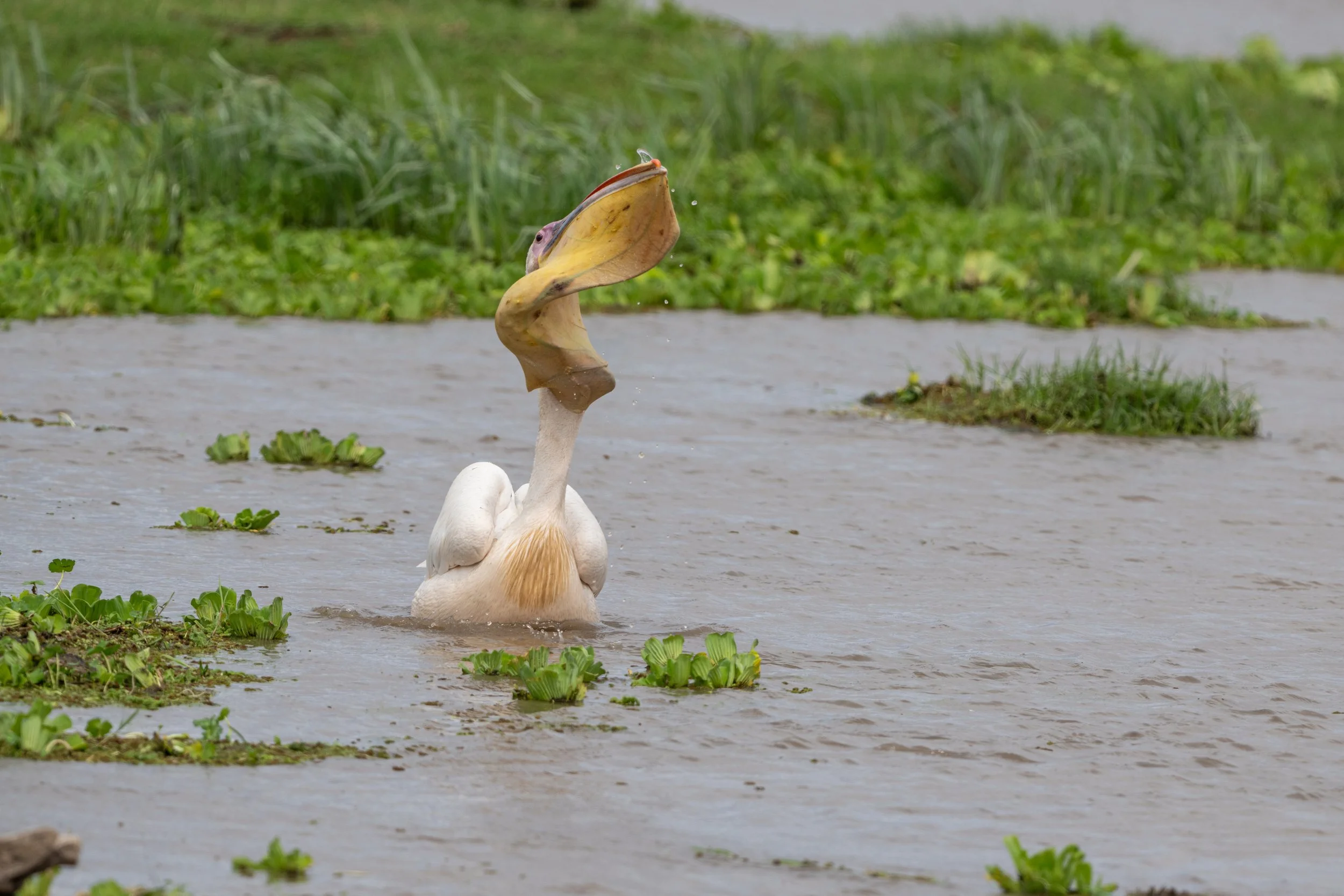  wildlife-1532.jpg