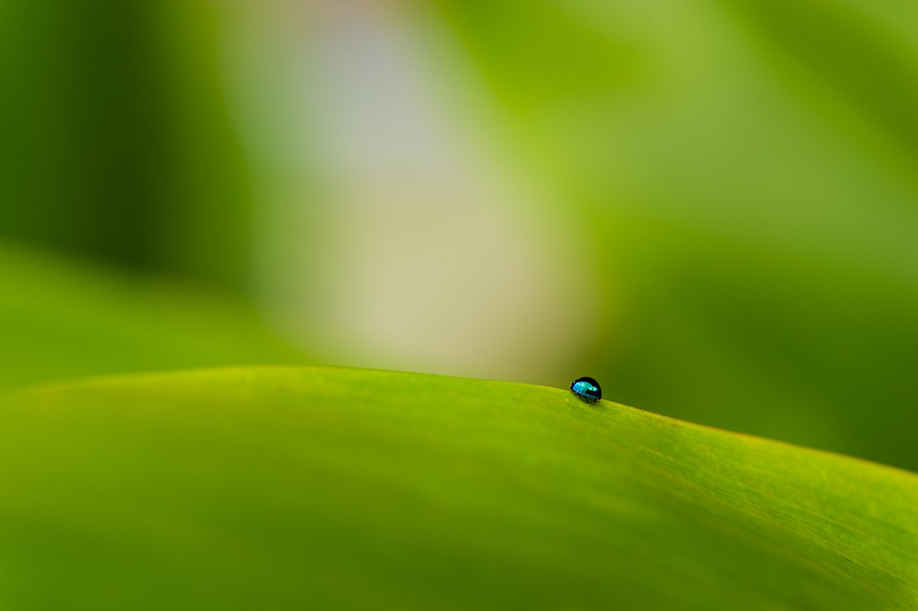  LinaSarraf_HawaiianLadybug.jpg