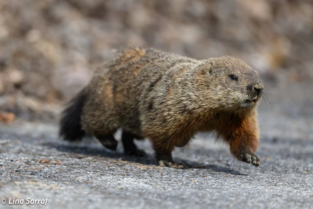 Hedgehog