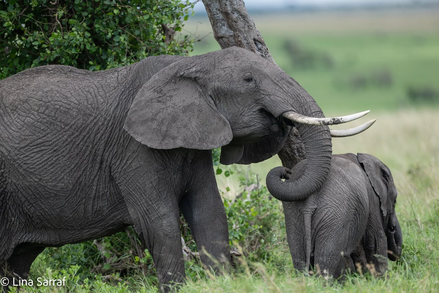  Africa Z9D_2083723.jpg