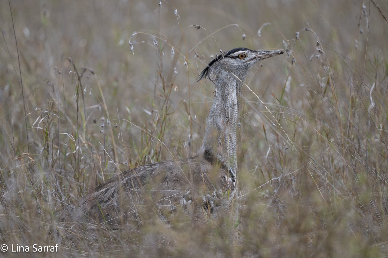  Africa Z9D_3334600.jpg