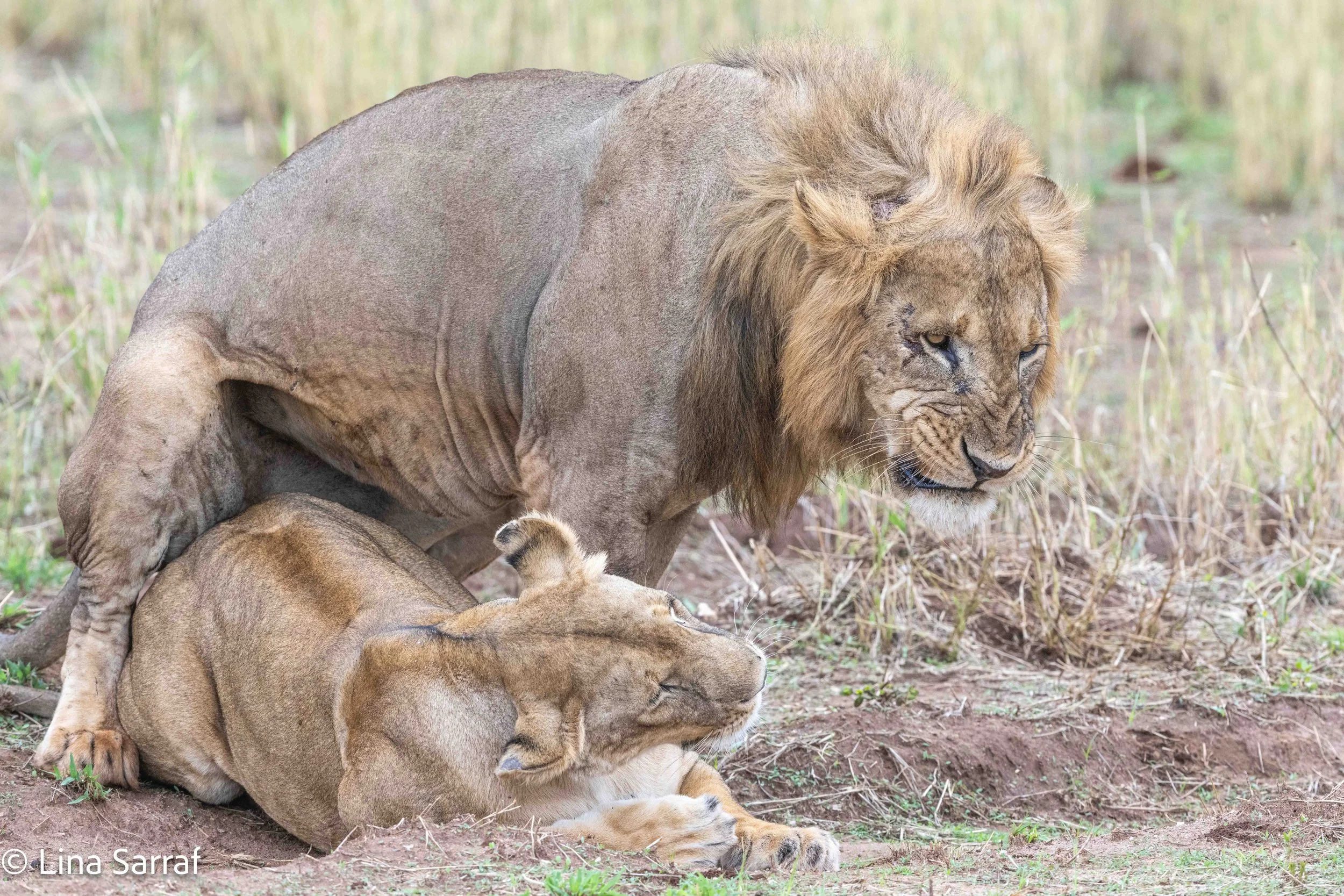  wildlife-98.jpg
