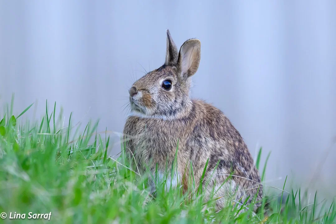 Hare