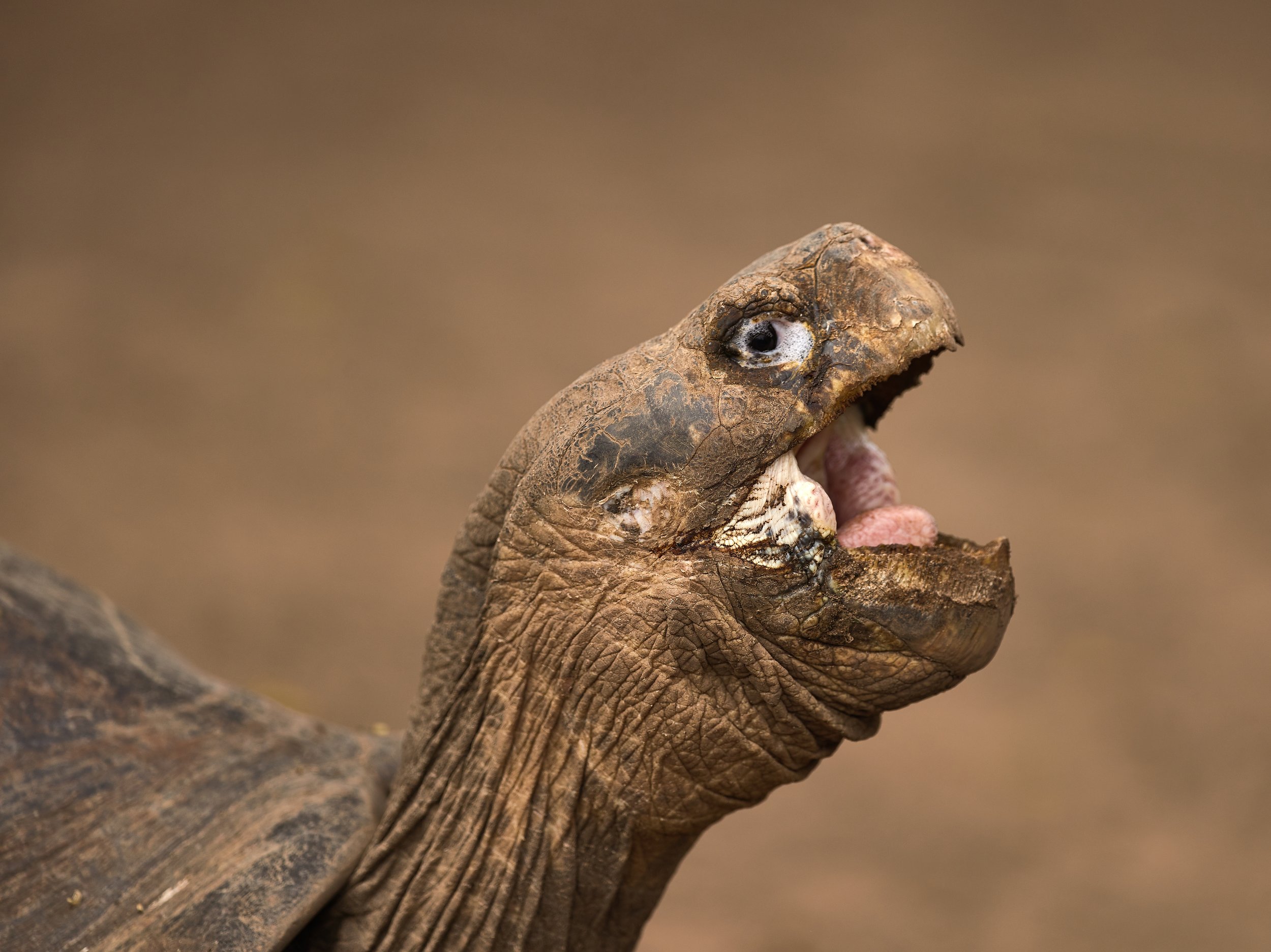 Galapagos Mamiya 464.jpg