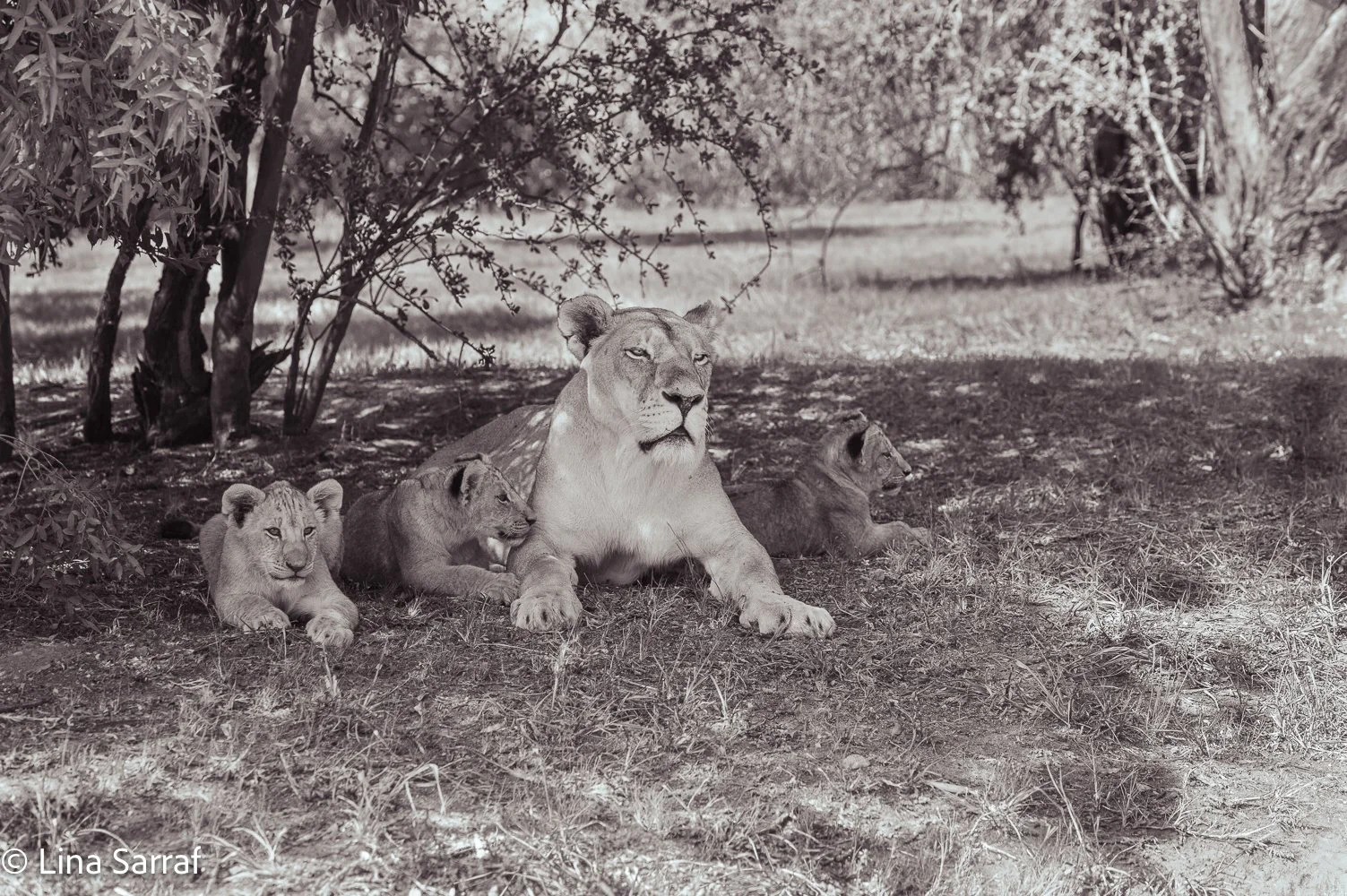  AfricaDSC_967518.jpg