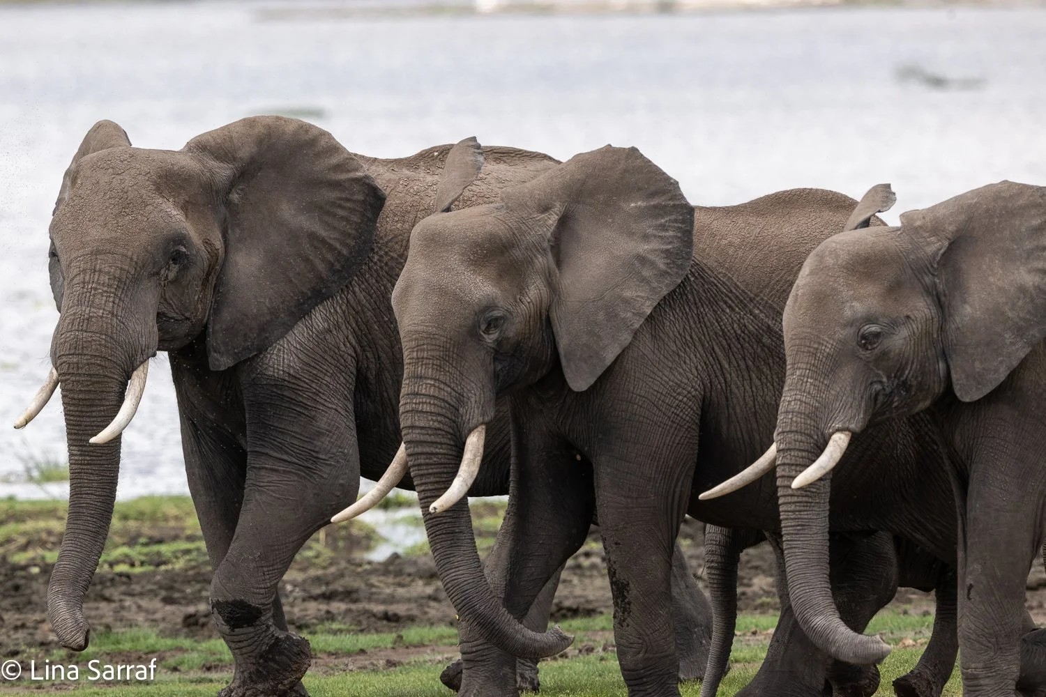  Africa Z9D_86701400.jpg