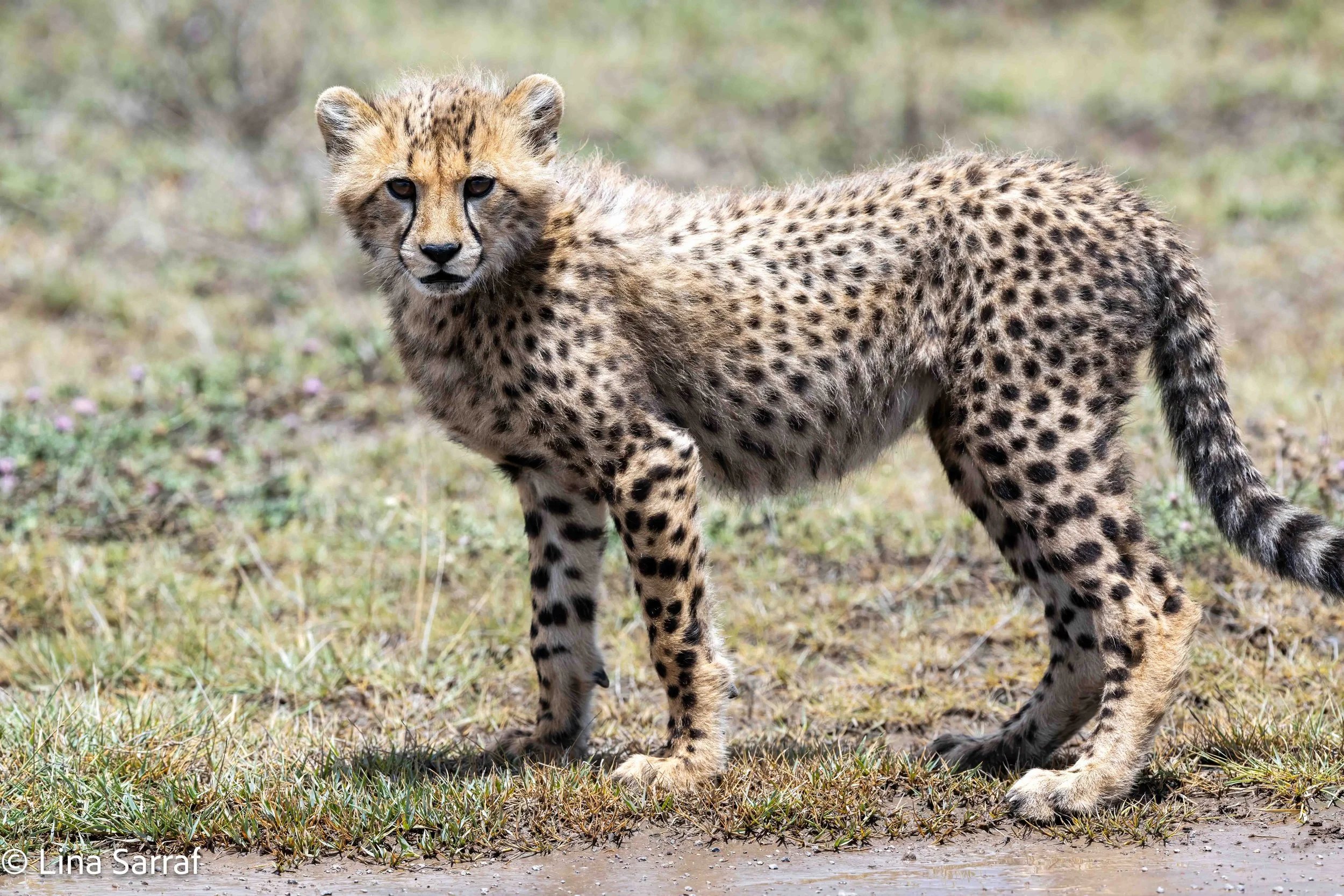  wildlife-4.jpg